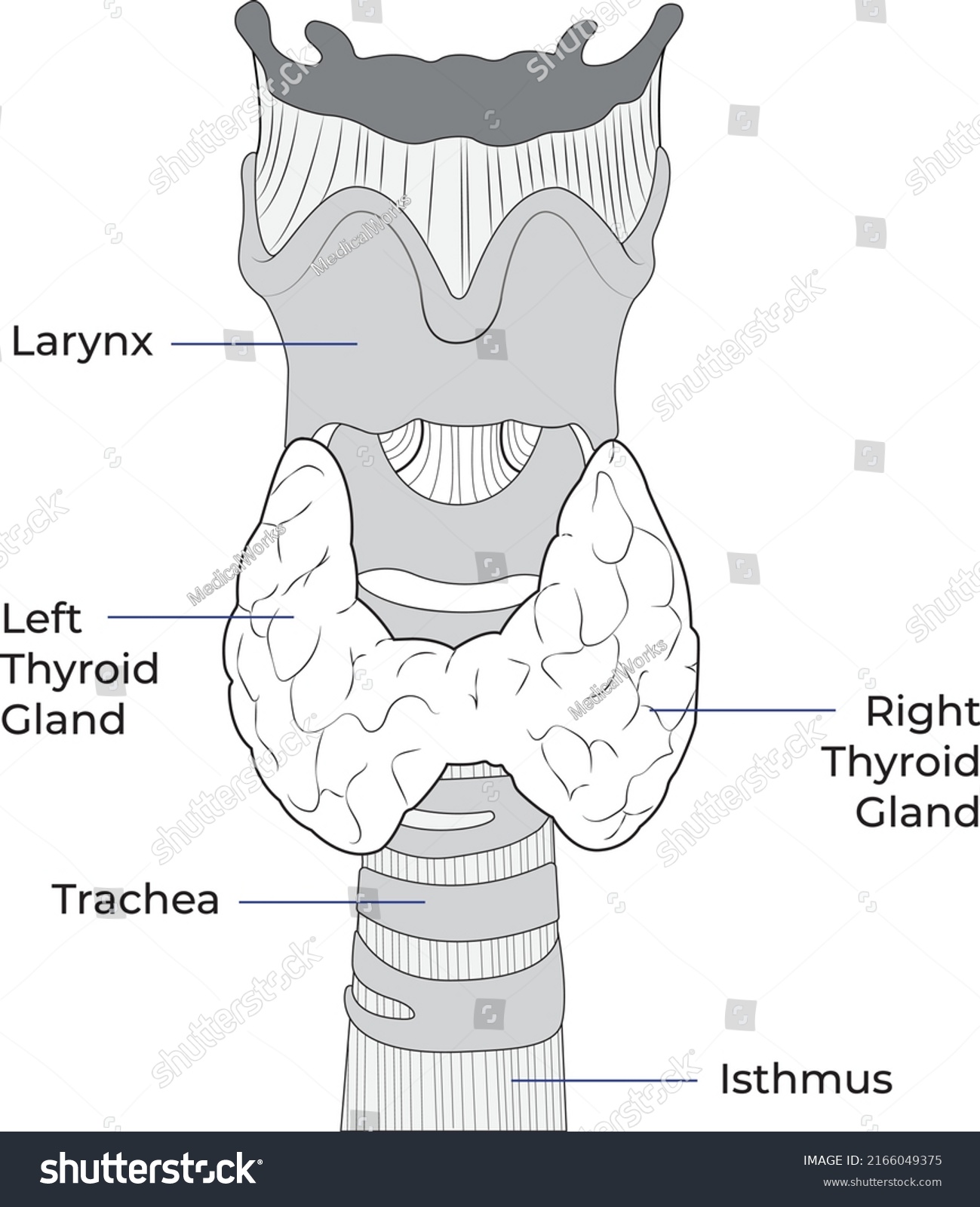 Vector Illustration Diagram Thyroid Gland Thyroid Stock Vector (Royalty ...