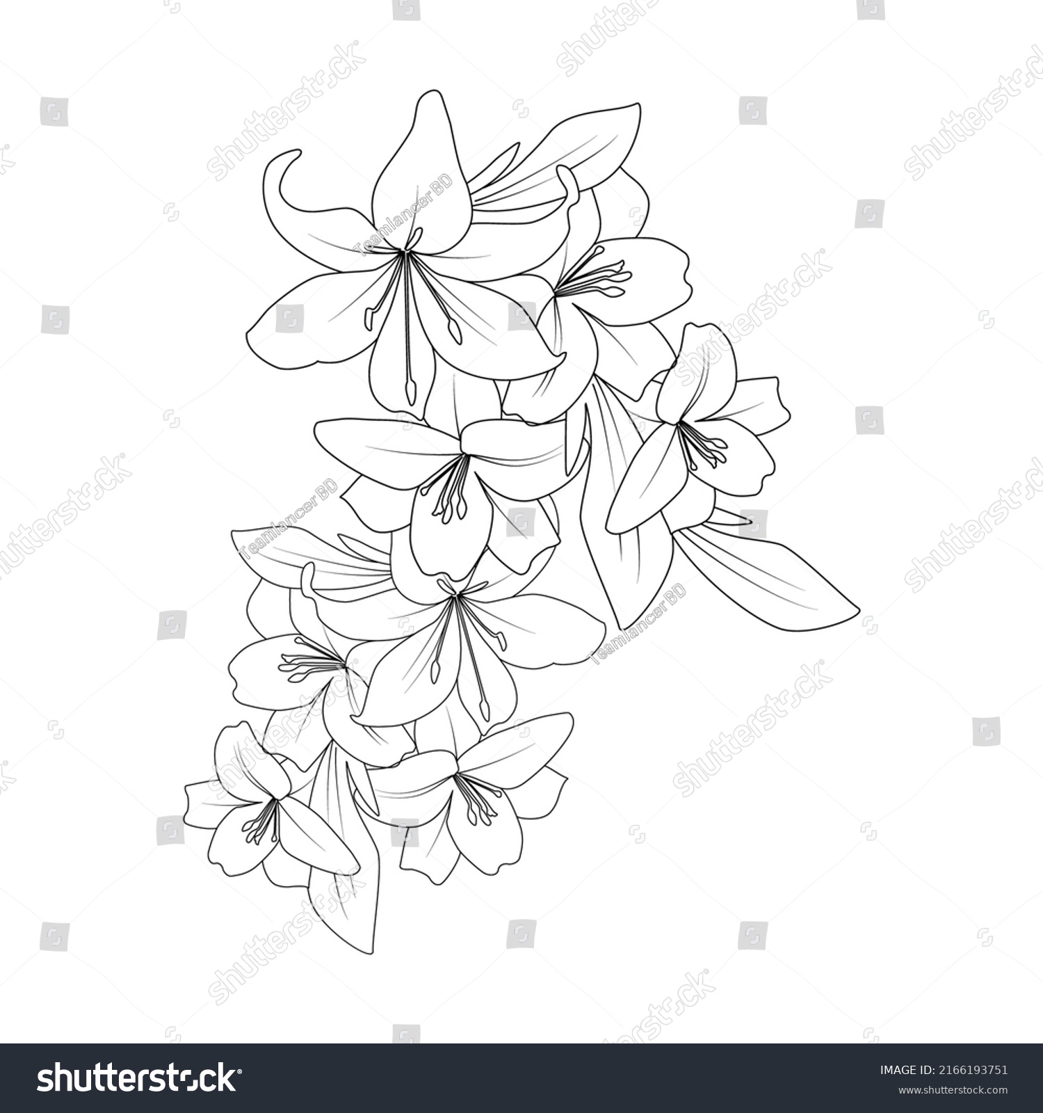 Lily Line Drawing Vector Flower Coloring Stock Vector (Royalty Free ...