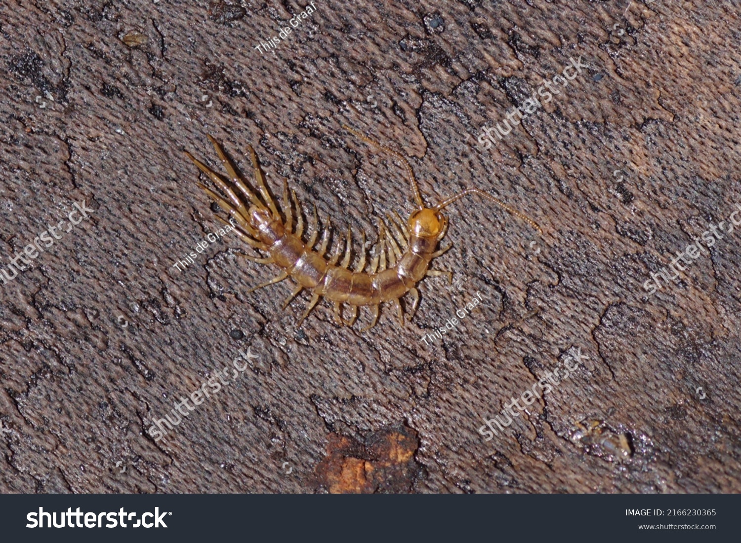 Close Centipede Lithobius Family Lithobiidae Commonly Stock Photo ...