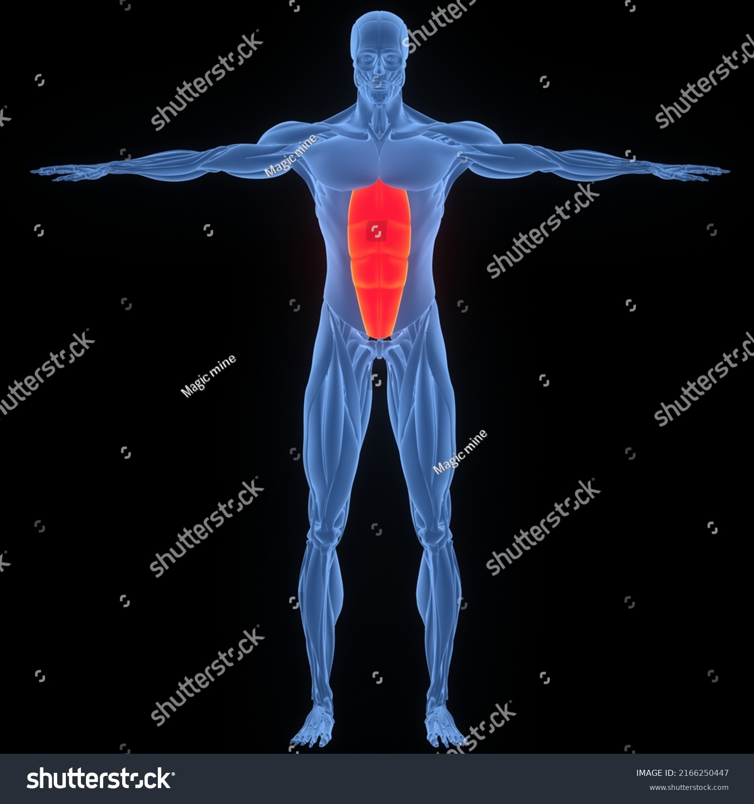 Human Muscular System Torso Muscles Rectus Stock Illustration ...