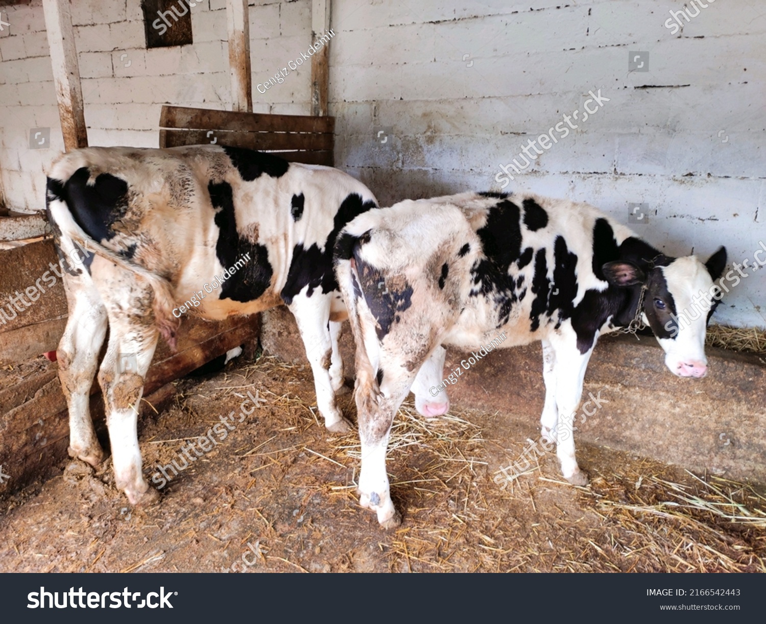 Cattle Barn Barn Cows Variegated Cow Stock Photo 2166542443 | Shutterstock