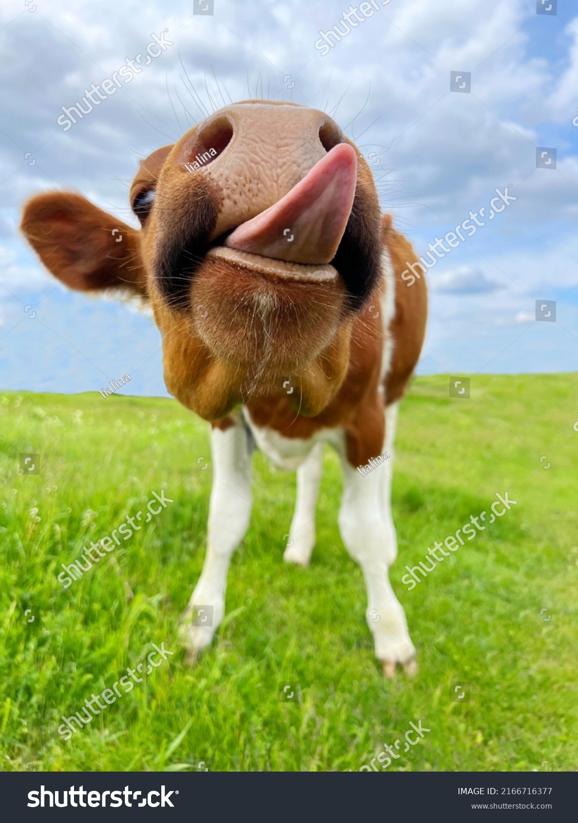 Funny Cow Calf Stuck Out His Stock Photo 2166716377 | Shutterstock