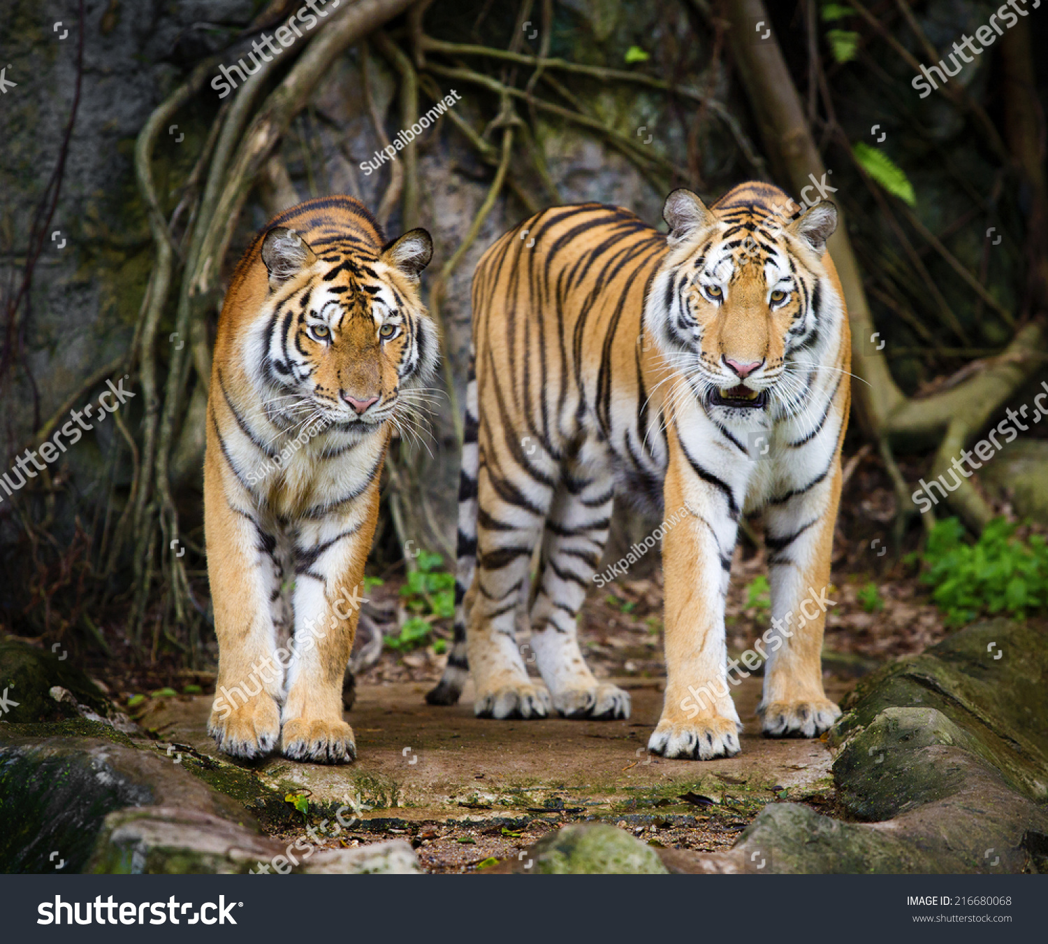 Male Female Tiger Romantic Pose Their Stock Photo 216680068 | Shutterstock