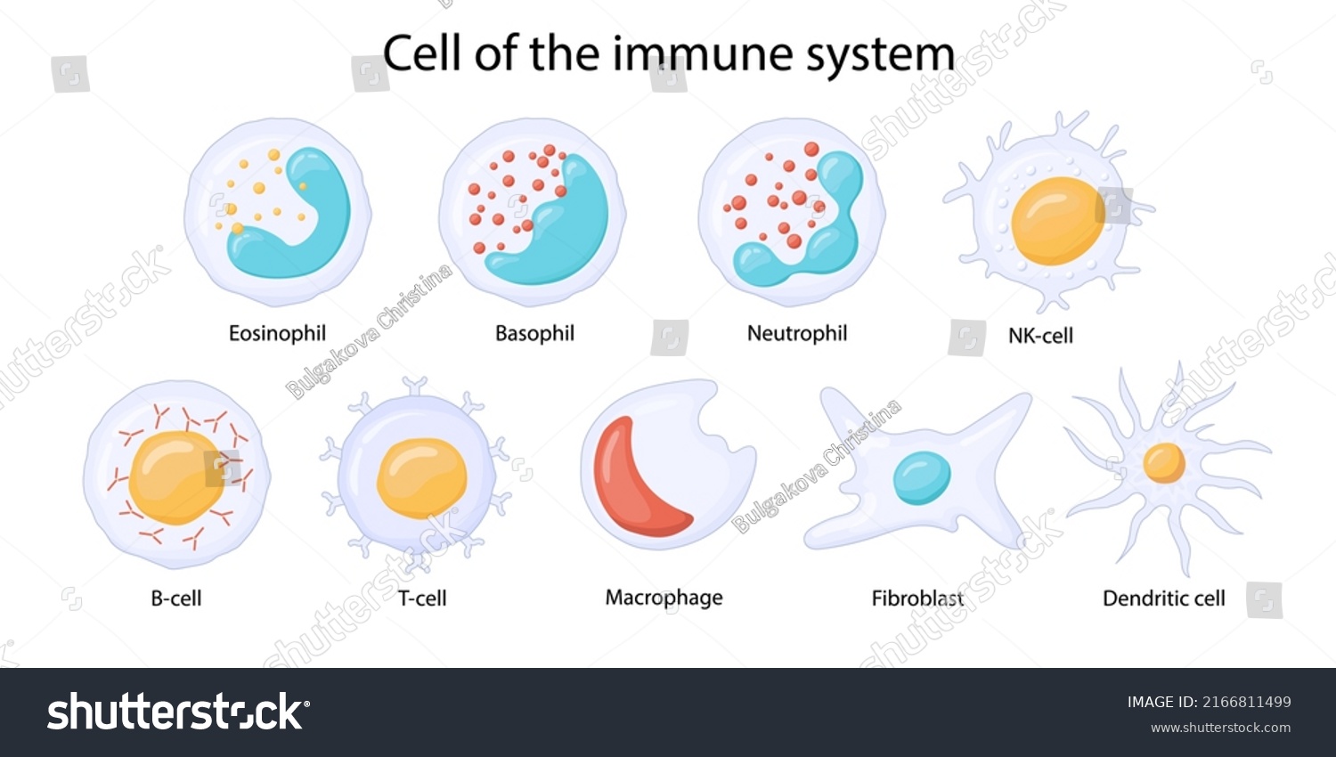 Cells Immune System Leukocytes White Blood Stock Vector (Royalty Free ...