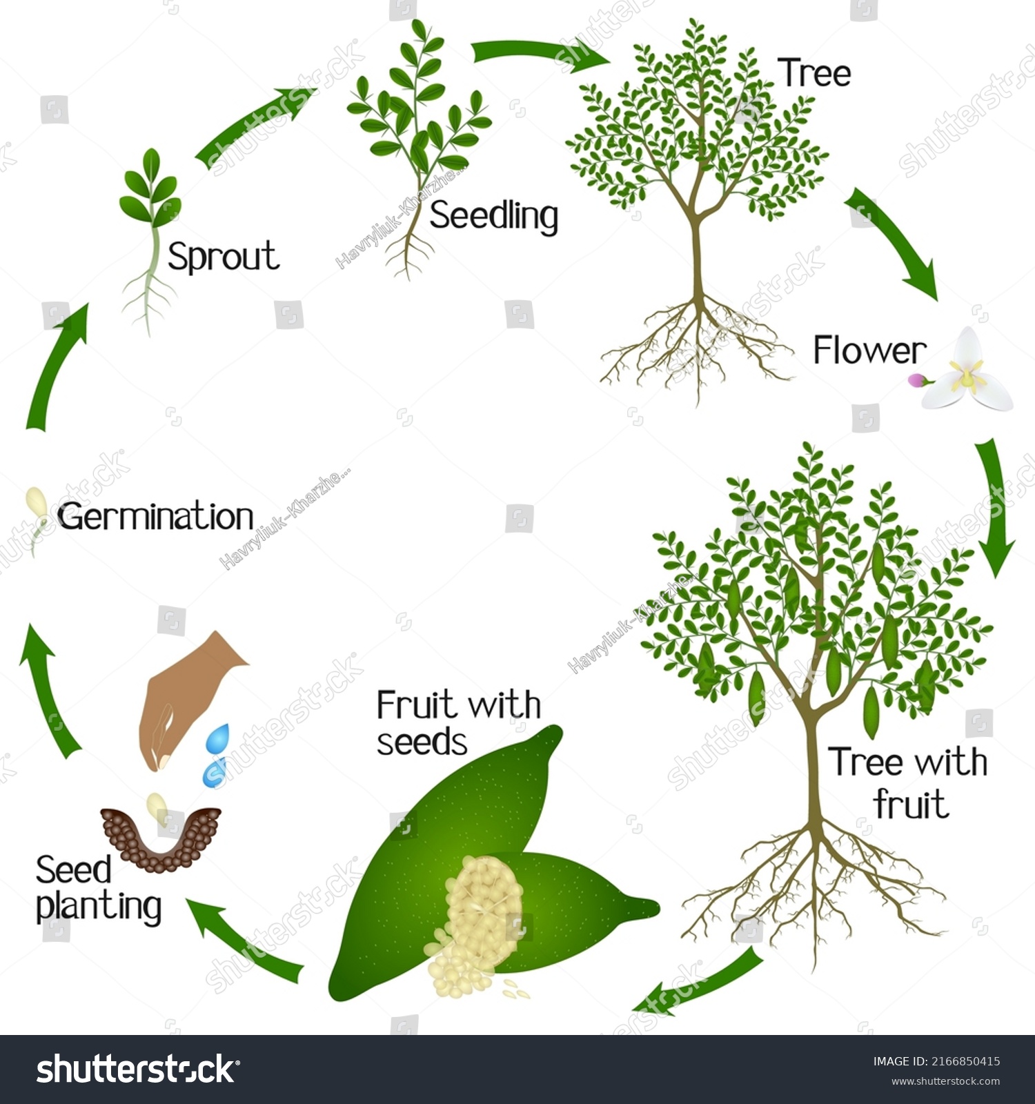 Cycle Finger Lime Plant Growth Isolated Stock Vector (Royalty Free ...