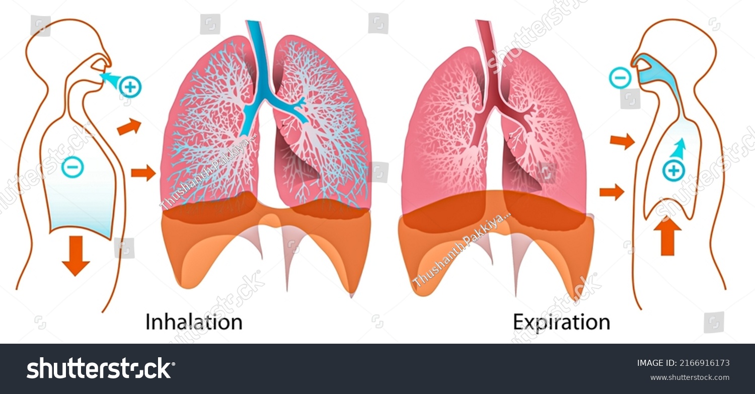 Cycle Breathing Inspiration Expiration Stock Illustration 2166916173 ...