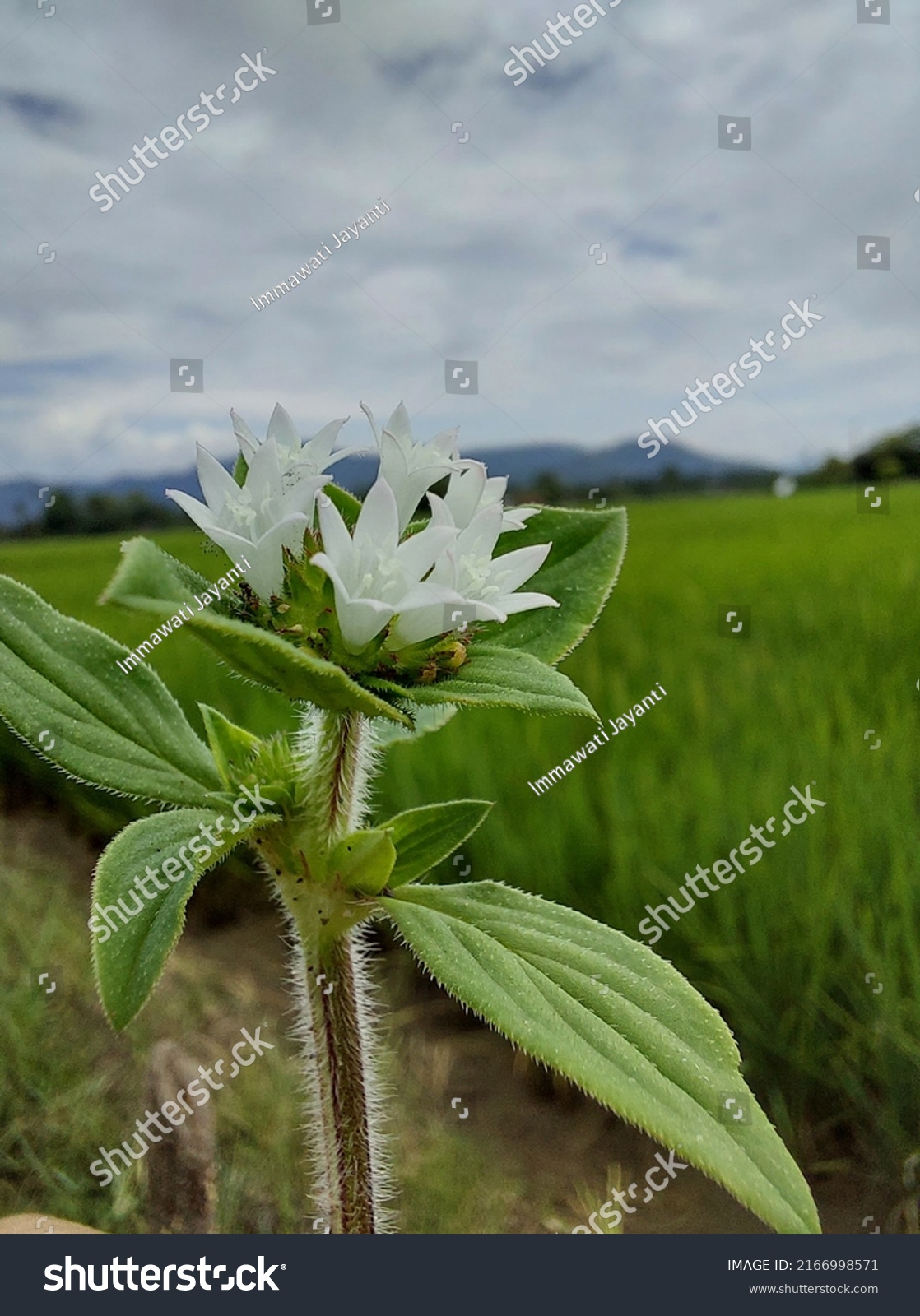 Closeup Photo Rough Mexican Clover Richardia Stock Photo 2166998571