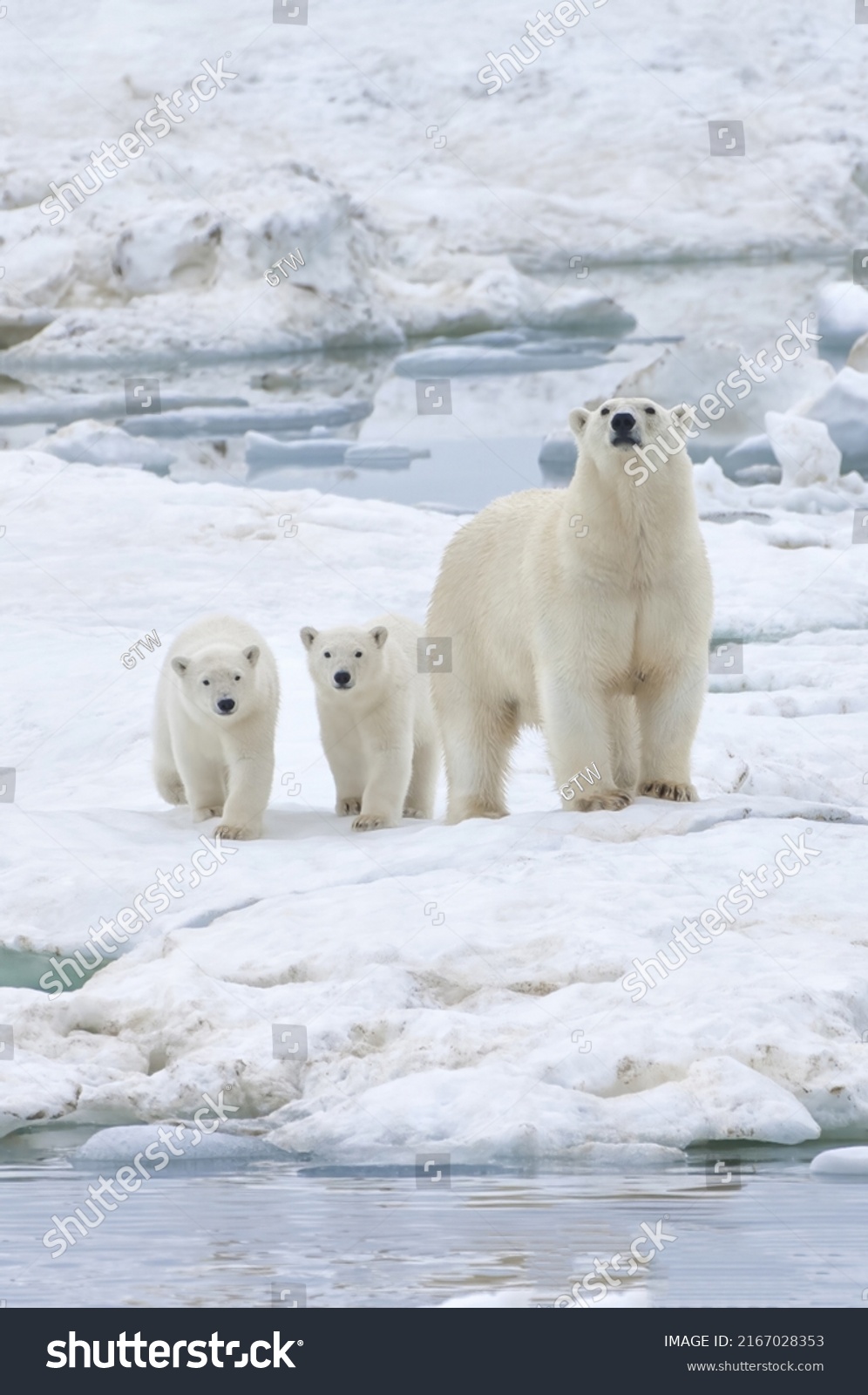 Mother Polar Bear Two Cubs Ursus Stock Photo 2167028353 | Shutterstock