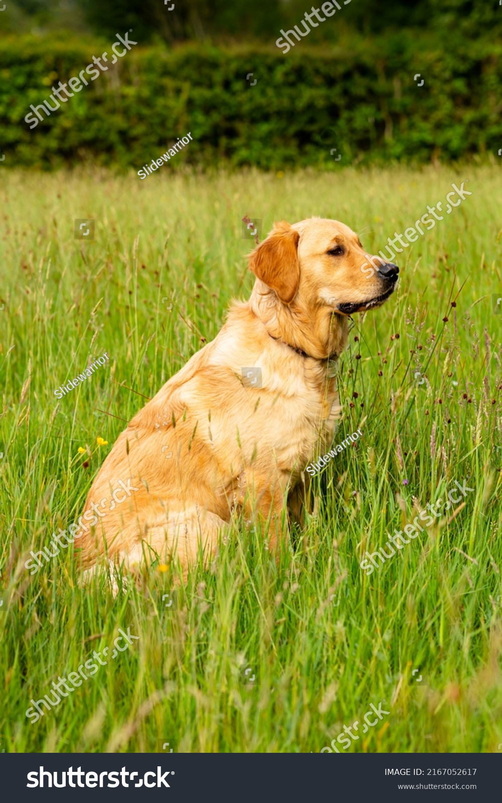 41-9-months-old-golden-retriever-images-stock-photos-vectors