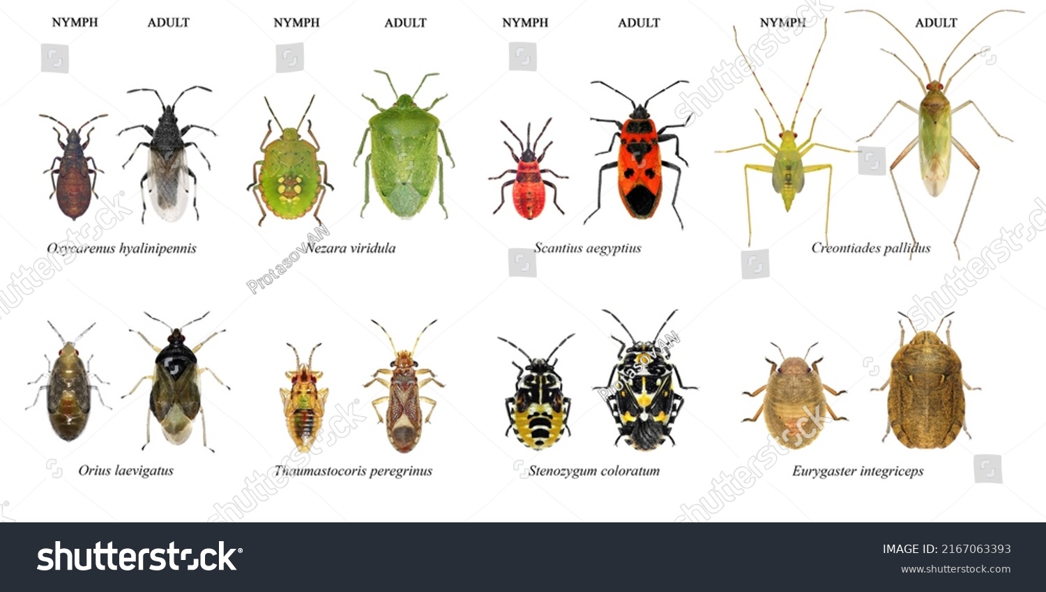 Bug Species Mediterranean Region Insects Order Stock Photo 2167063393 ...