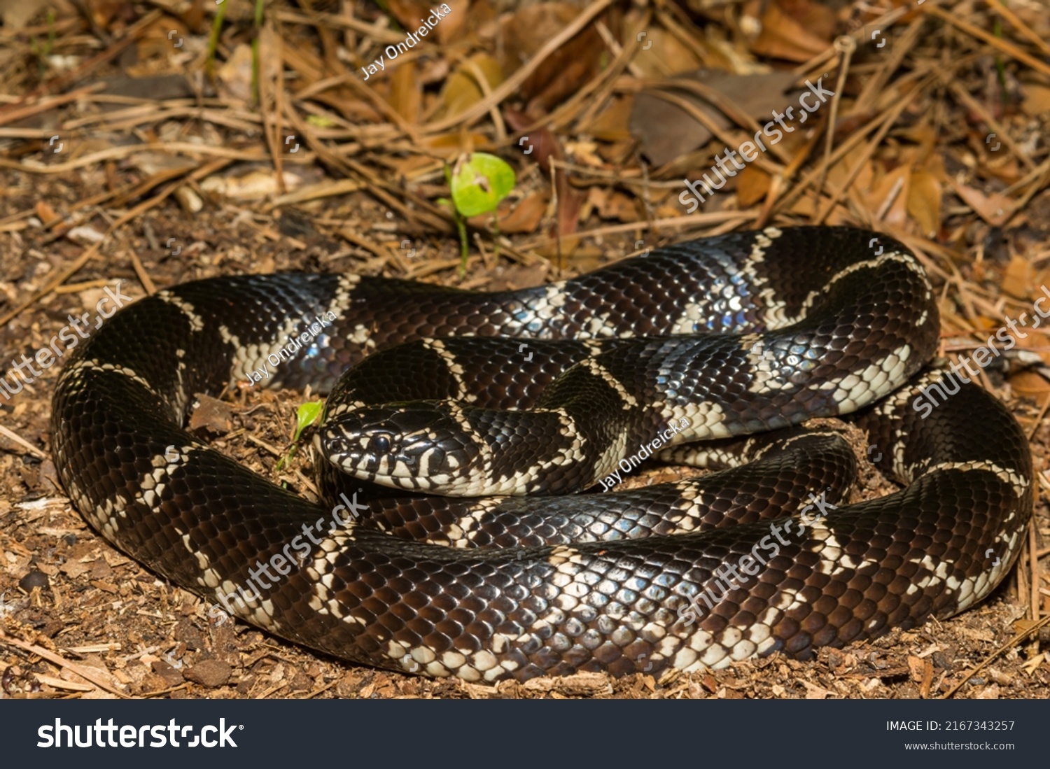 Eastern Kingsnake Lampropeltis Getula Stock Photo 2167343257 | Shutterstock