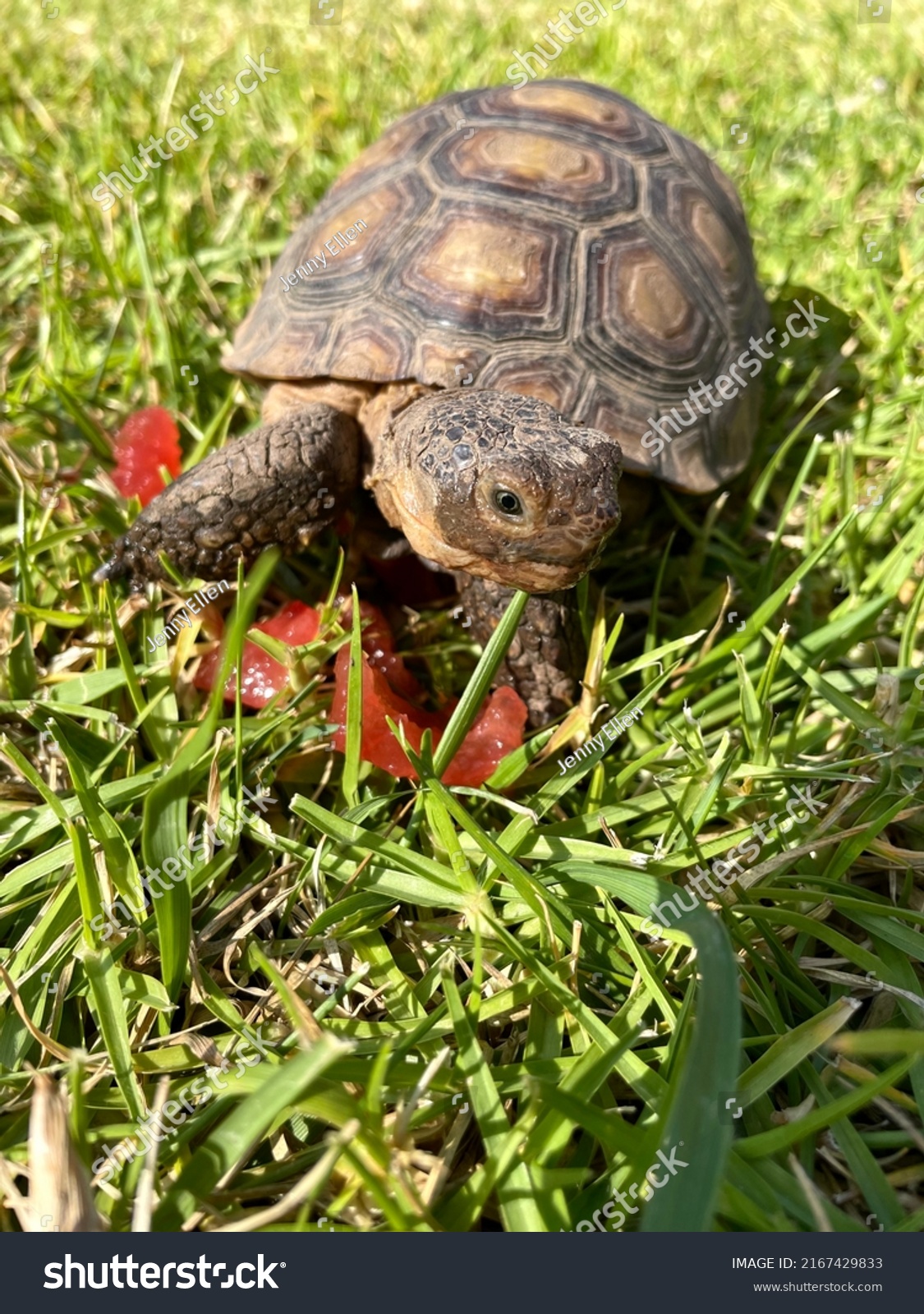 Baby California Desert Tortoise On Grass Stock Photo 2167429833 ...