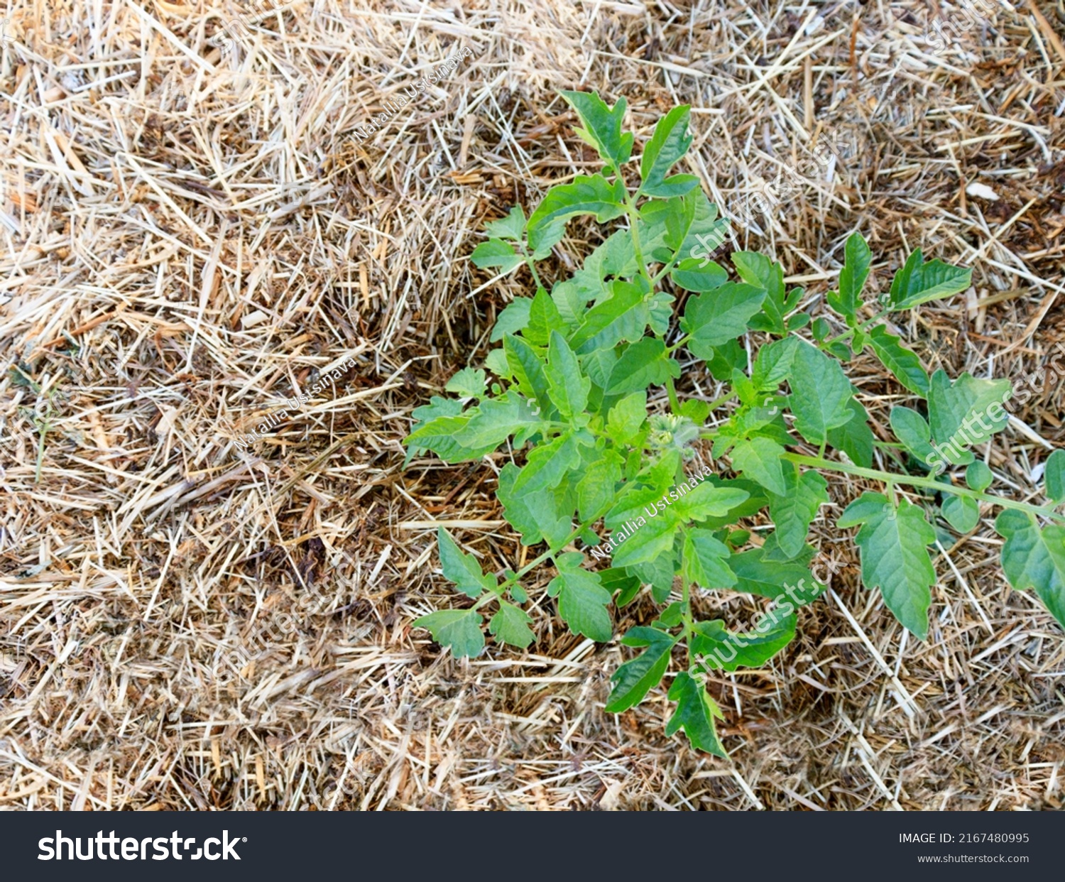 772 Mulching tomatoes Images, Stock Photos & Vectors Shutterstock