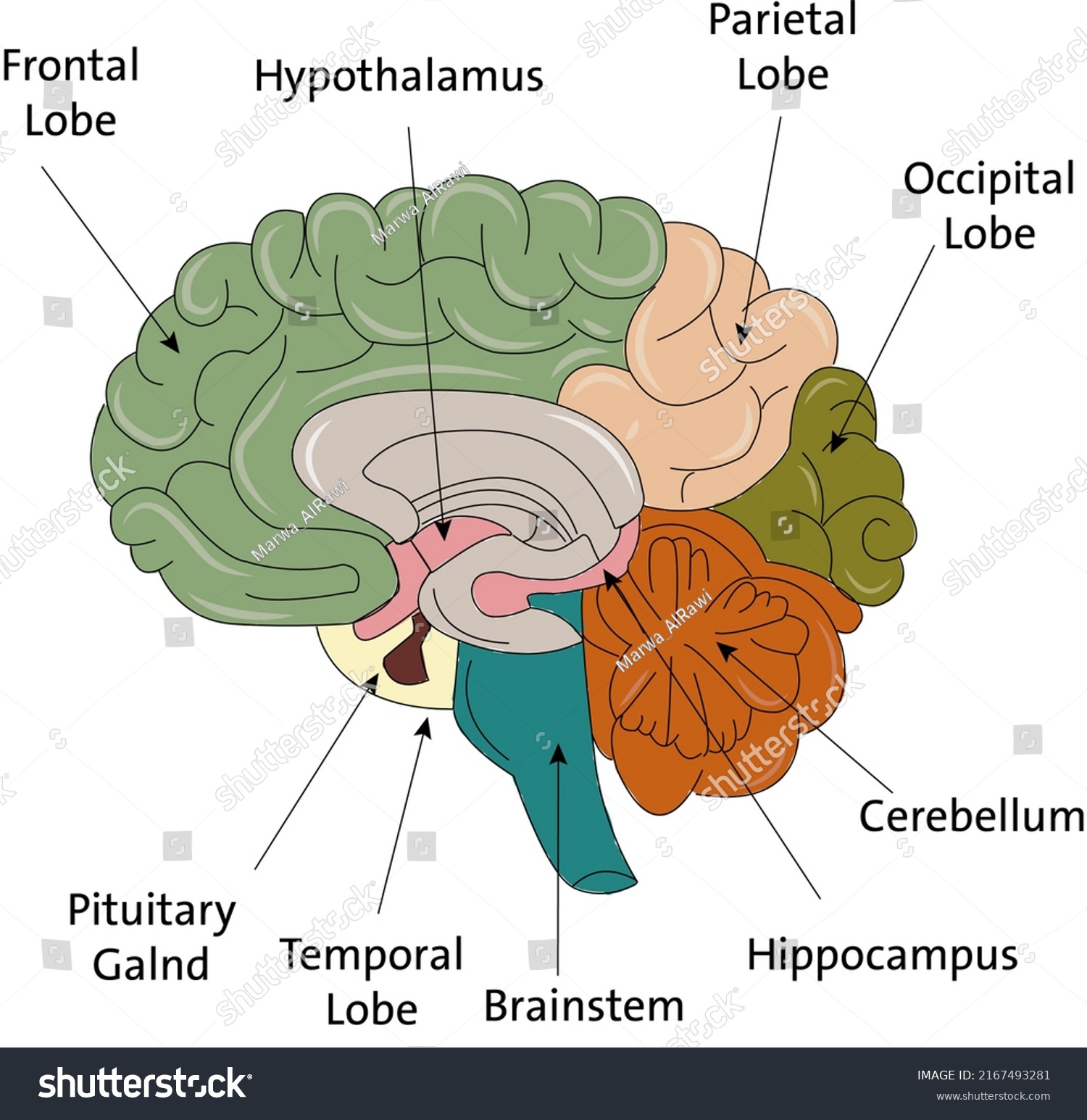 Brain Anatomy Human Body Stock Illustration 2167493281 | Shutterstock