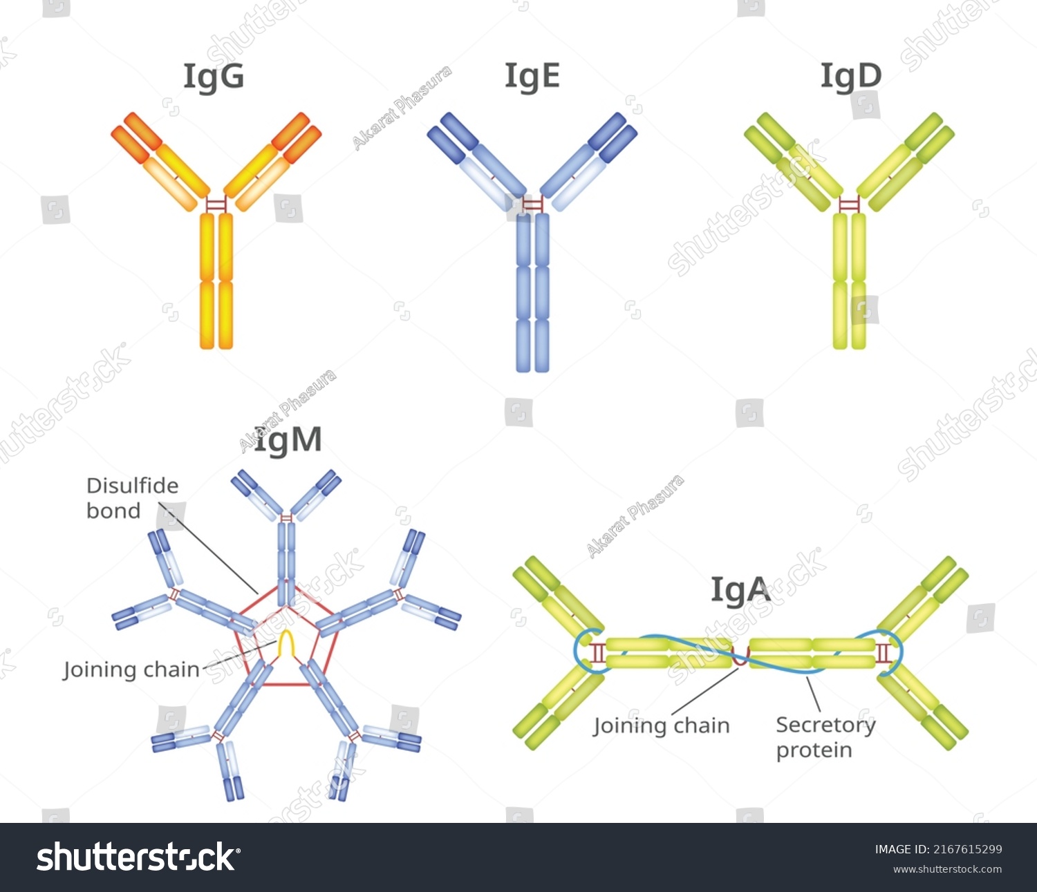 Types Antibodies Immunoglobulin Vector Infographic Stock Vector ...