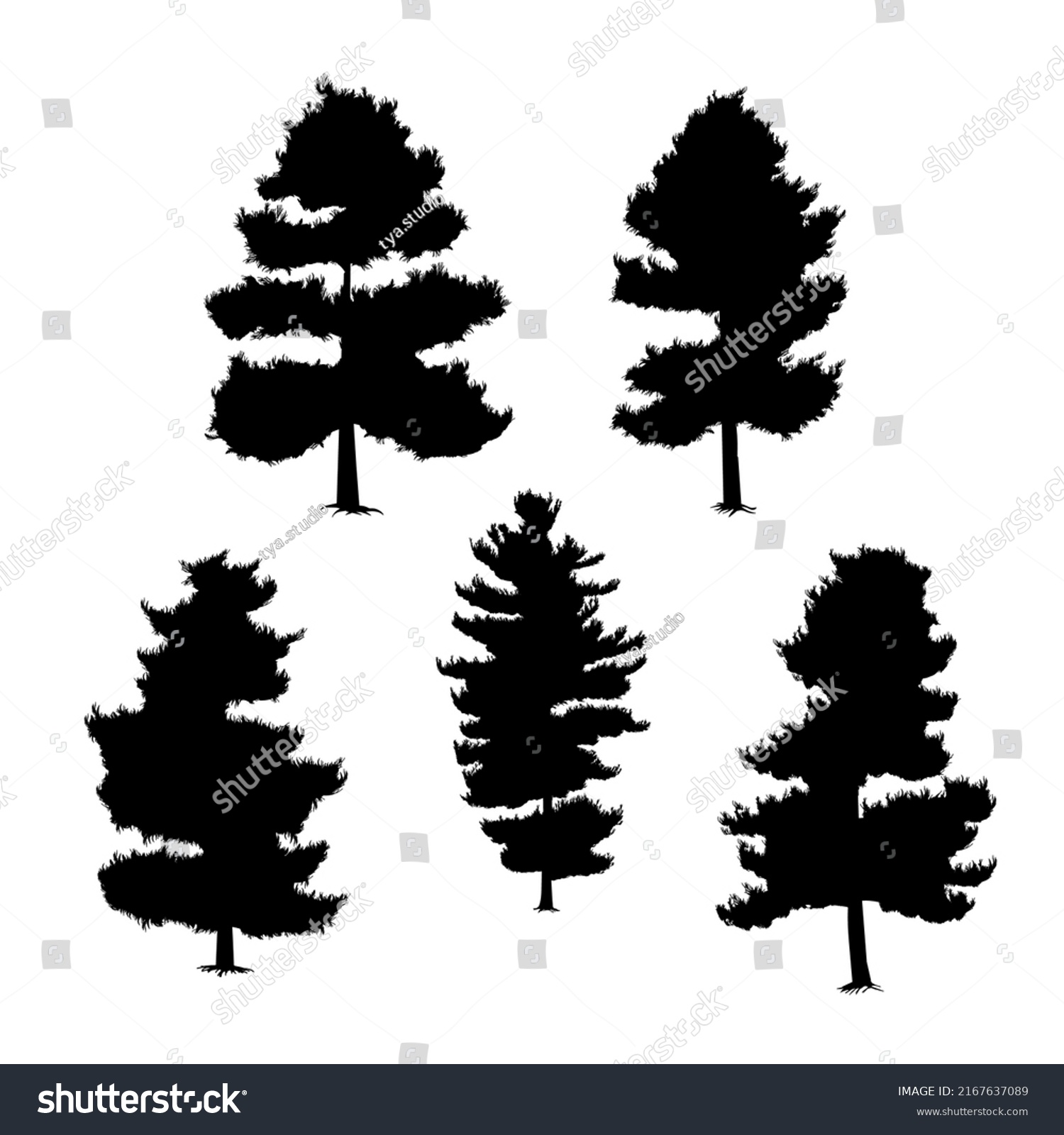 Pinus Strobus Silhouette Hand Drawing Vector Stock Vector (Royalty Free ...