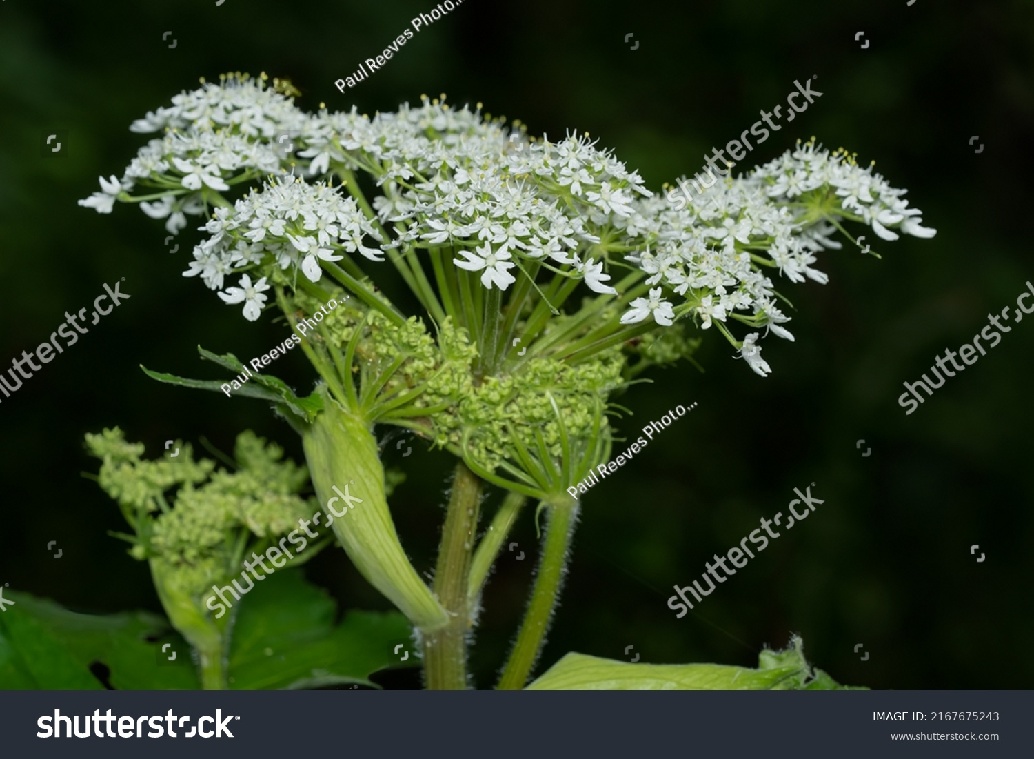 2,438 Indian celery Images, Stock Photos & Vectors Shutterstock