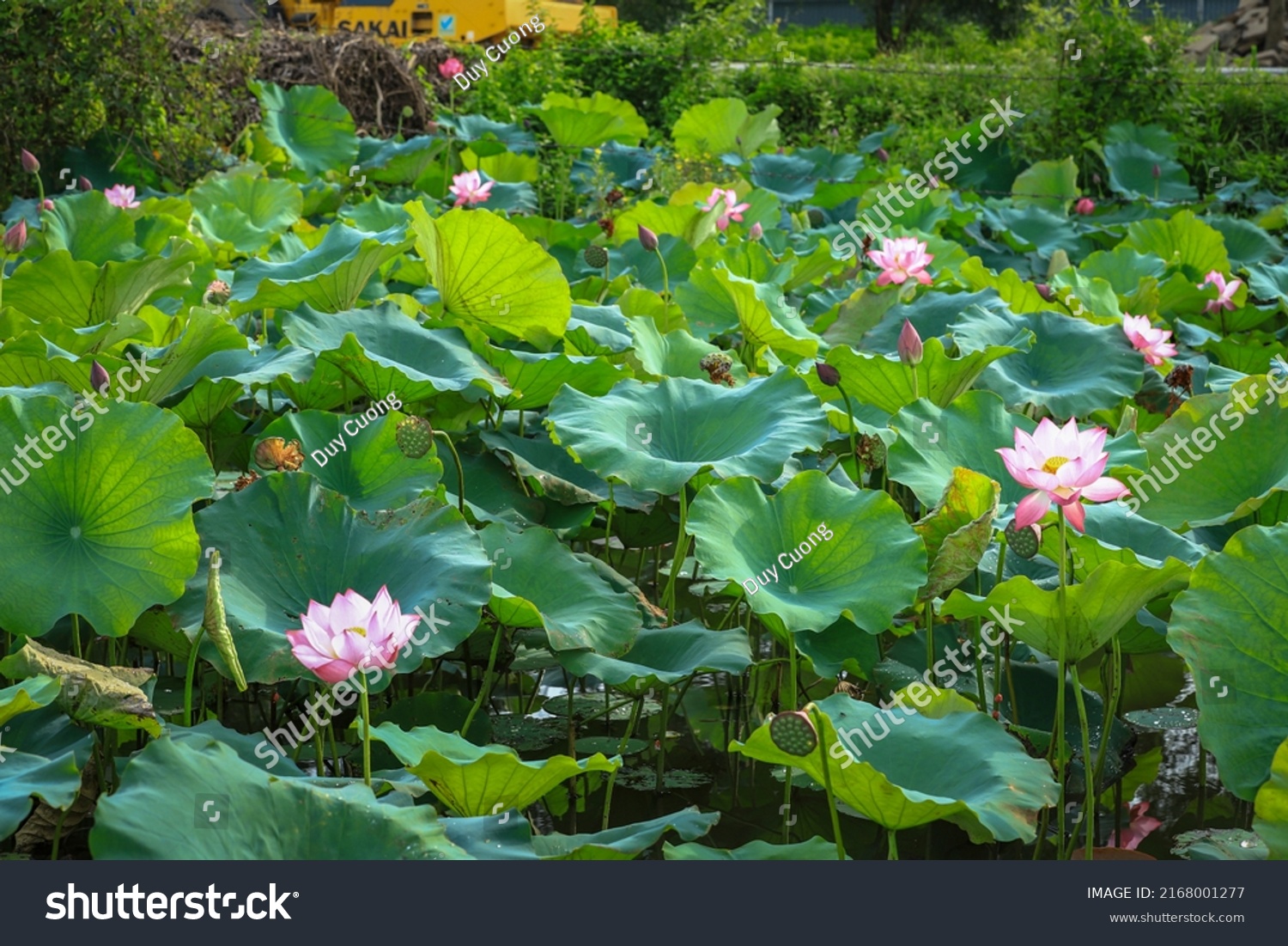 Vietnamese Lotus Flowers Bloom Field Stock Photo 2168001277 | Shutterstock