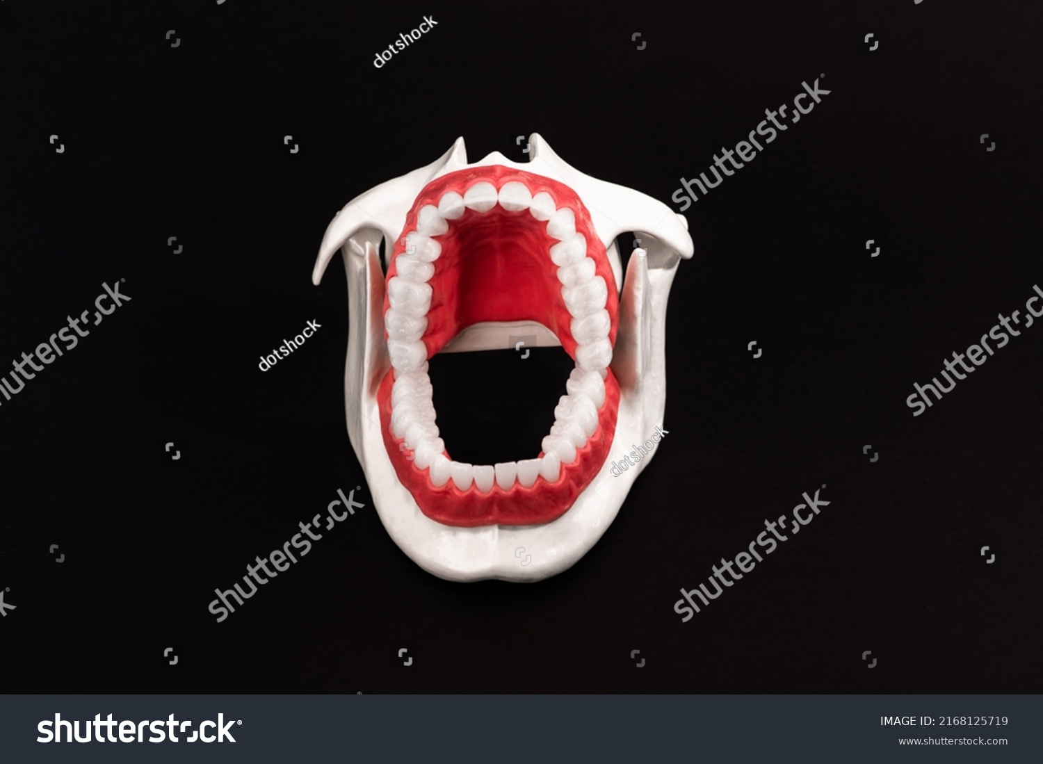 Human Jaw Teeth Gums Anatomy Model Stock Photo 2168125719 | Shutterstock