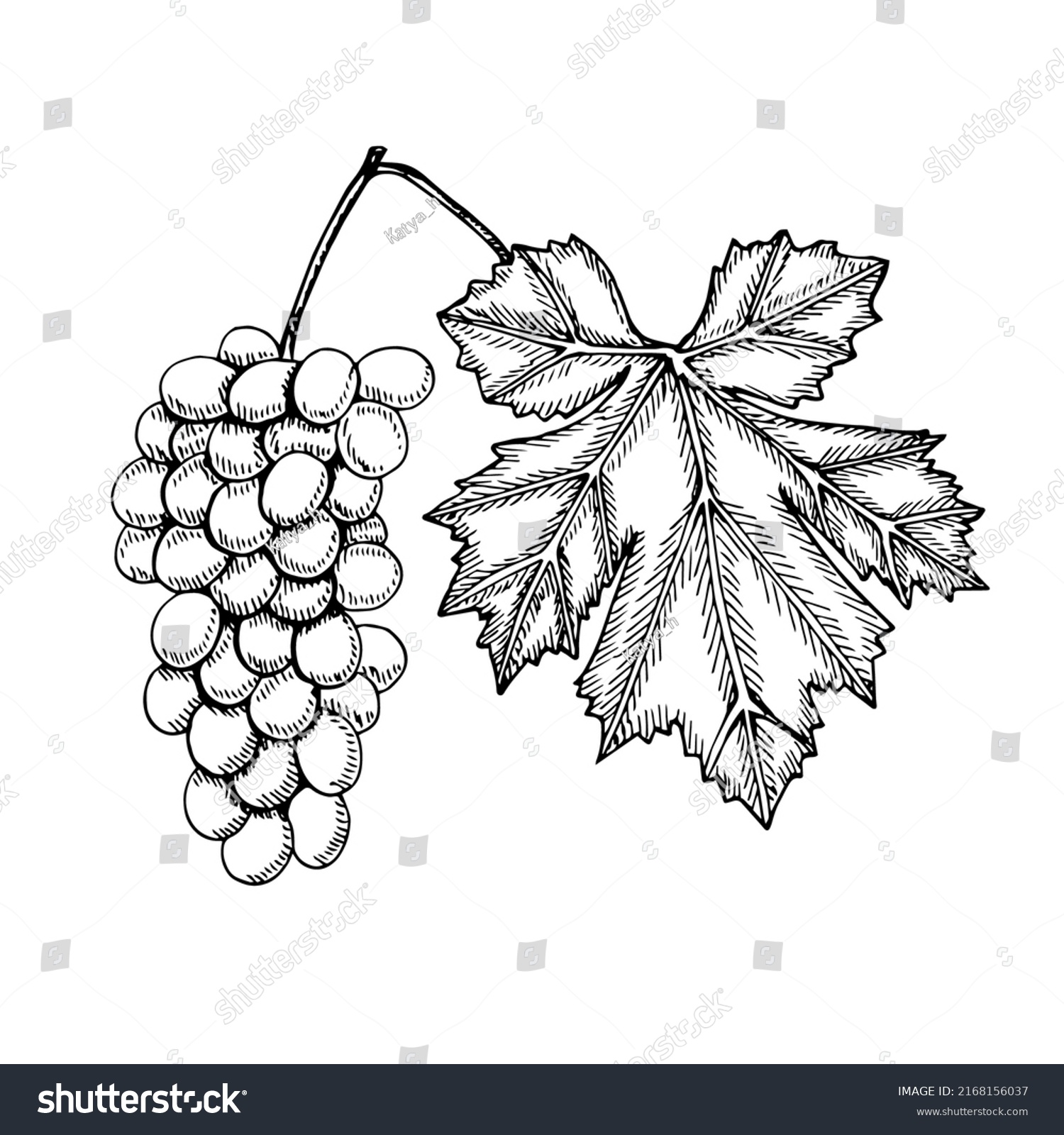 Grape Bunch Leaf Vector Illustration Hand Stock Vector (Royalty Free ...