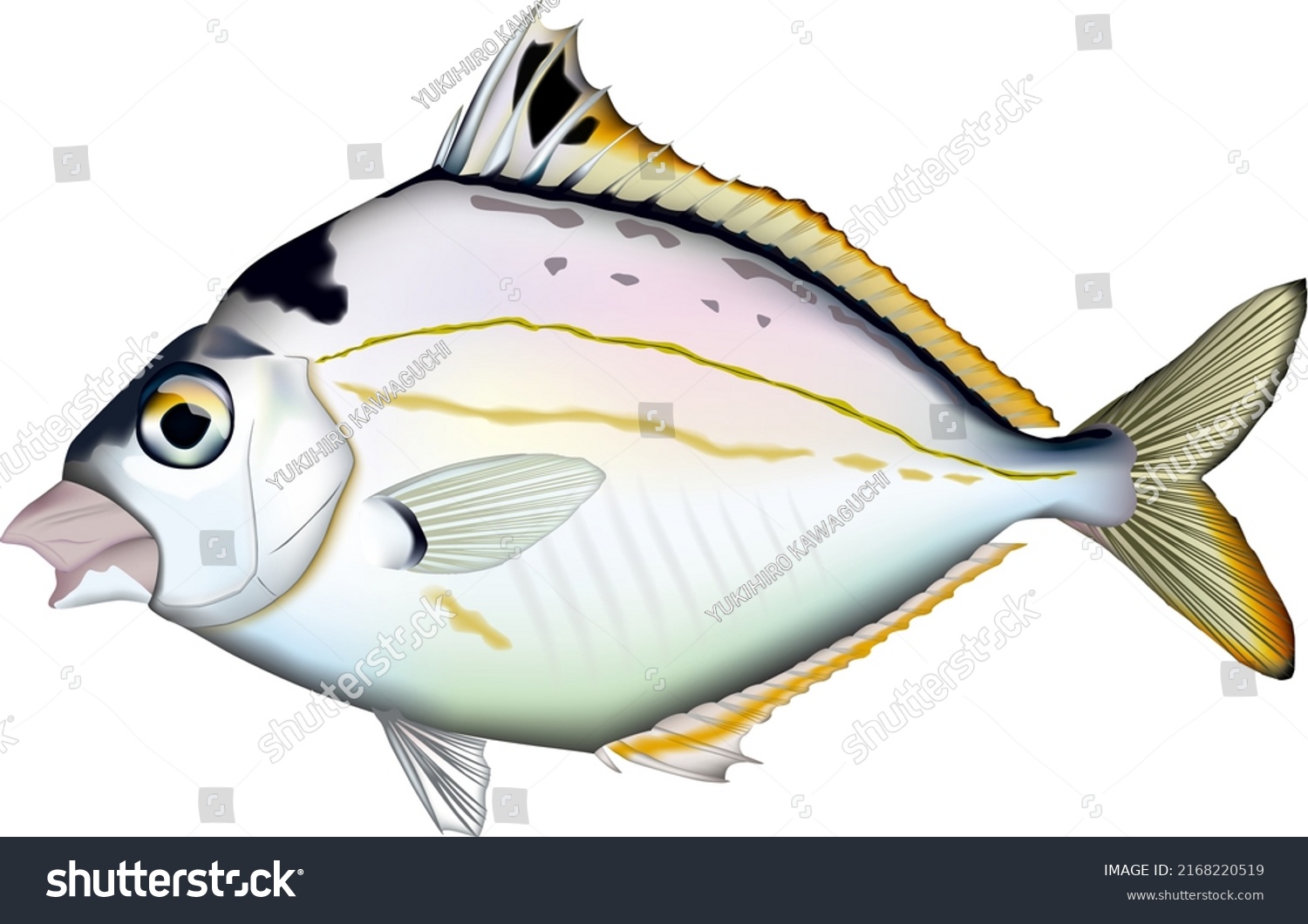 Spotnape Ponyfish Illustration Vector Eps Format Stock Vector (Royalty ...