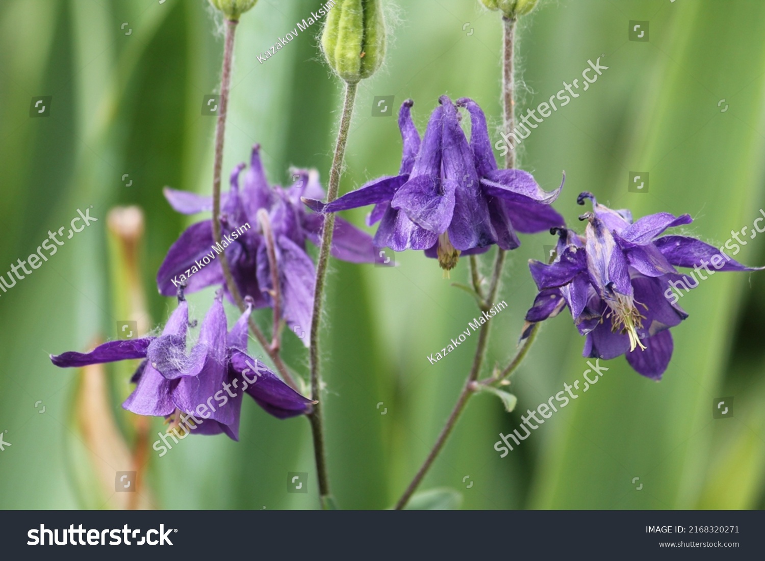 Violet Flowers Fruits Common Columbine Aquilegia Stock Photo 2168320271 ...