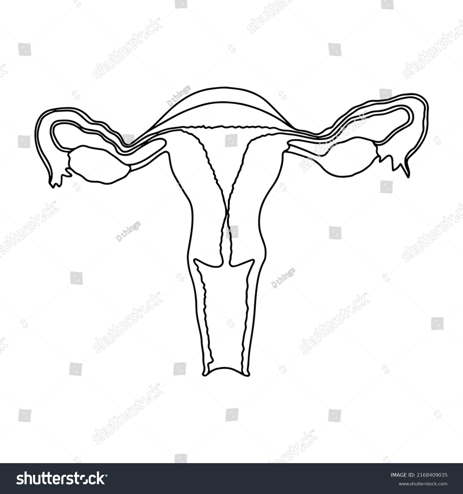 Female Reproductive System Cross Section Illustration Stock Vector