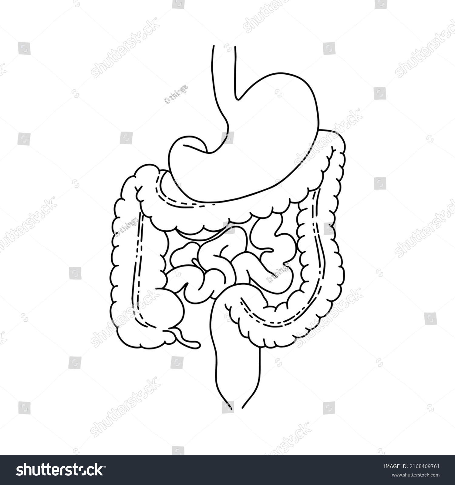 Components Human Intestine Human Digestive System Stock Vector (Royalty ...