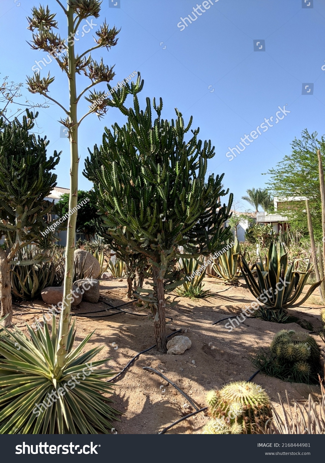 Egyptian Cacti Under Sun Stock Photo 2168444981 | Shutterstock