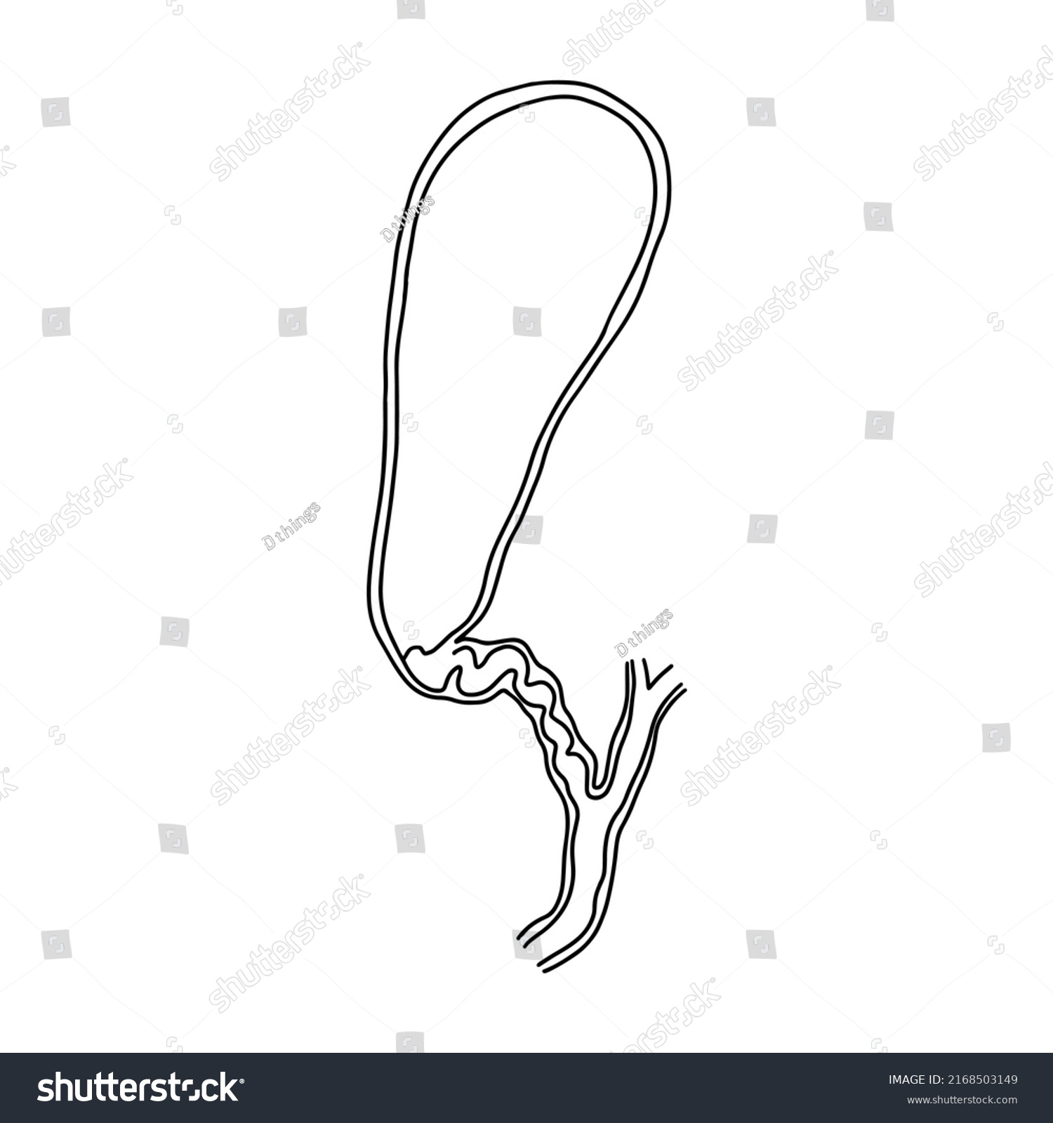 Human Gallbladder Cross Section Vector Outline Vector Có Sẵn Miễn Phí Bản Quyền 2168503149 4774