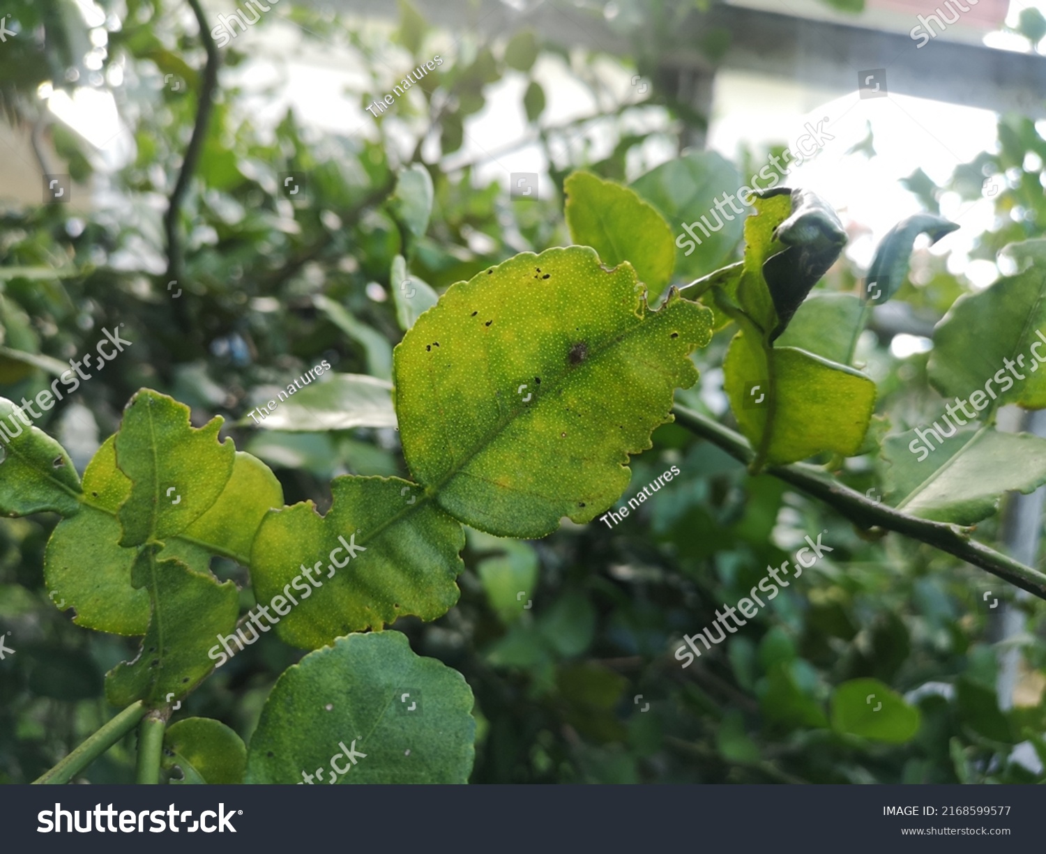 Kaffir Lime Leaves Show Signs Nutrient Stock Photo 2168599577 ...