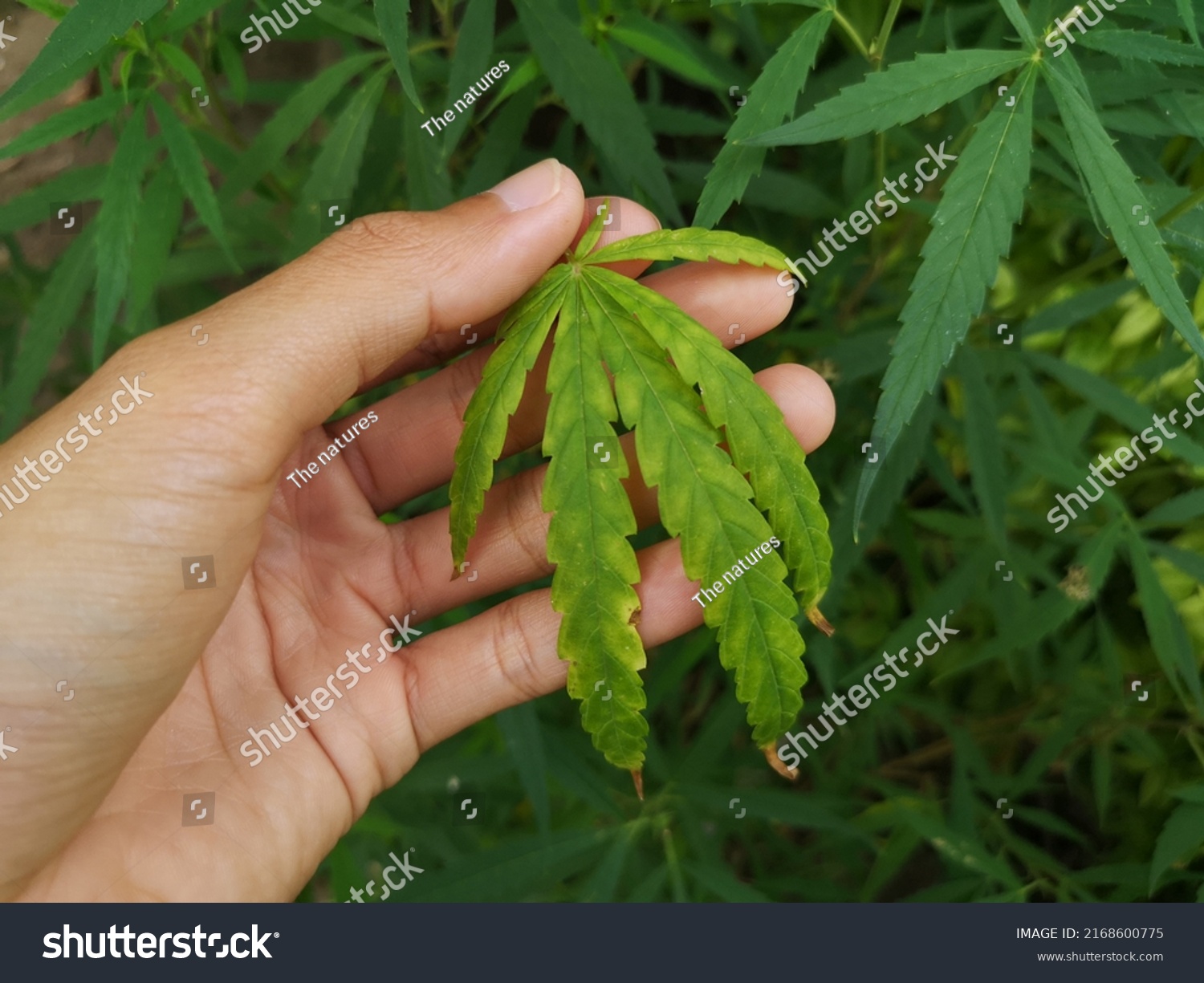 Visual Guide Cannabis Deficiencies Stock Photo 2168600775 | Shutterstock