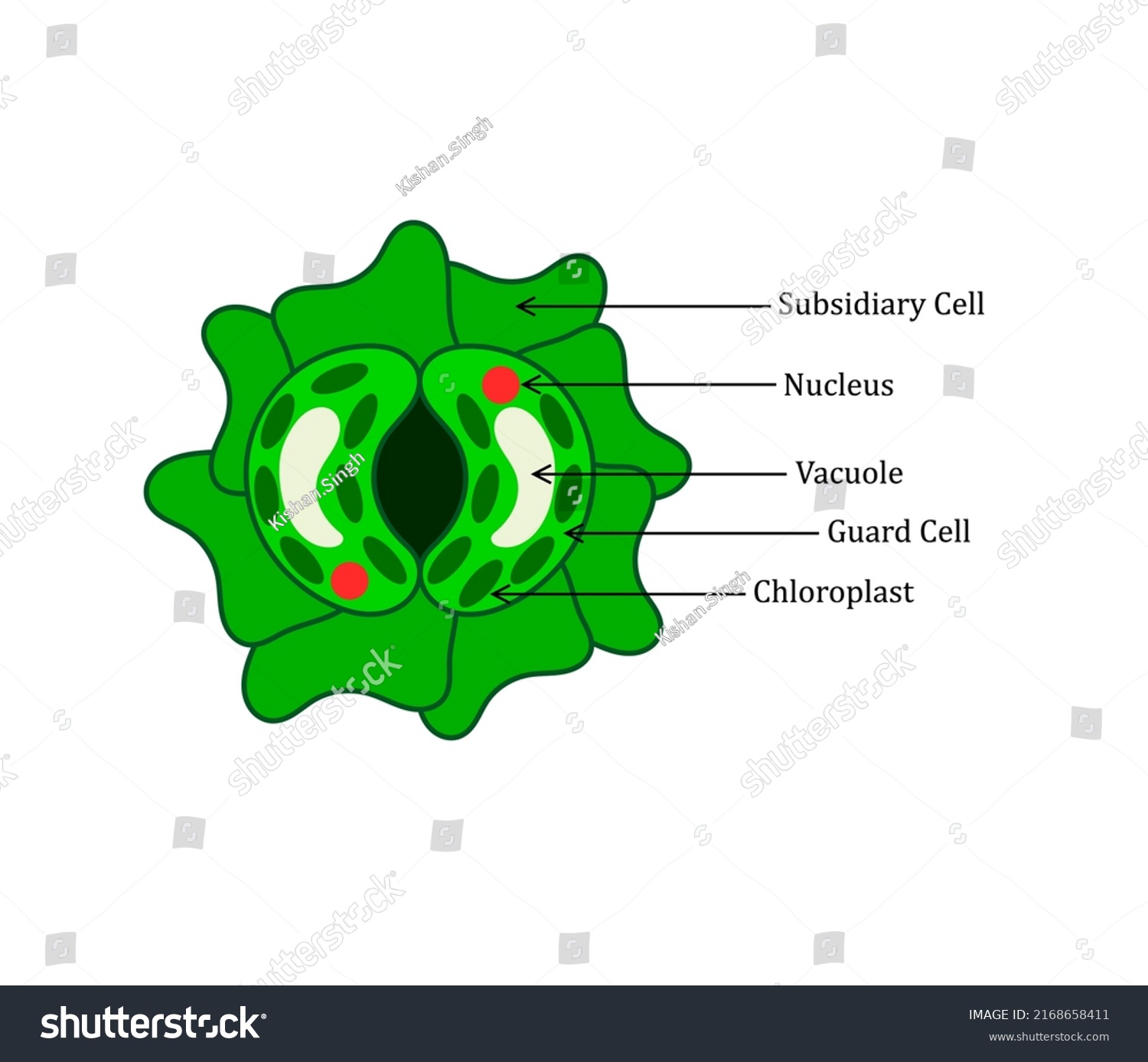 Botanical Structure Open Stomatal Cell Stomatal Stock Vector (Royalty ...