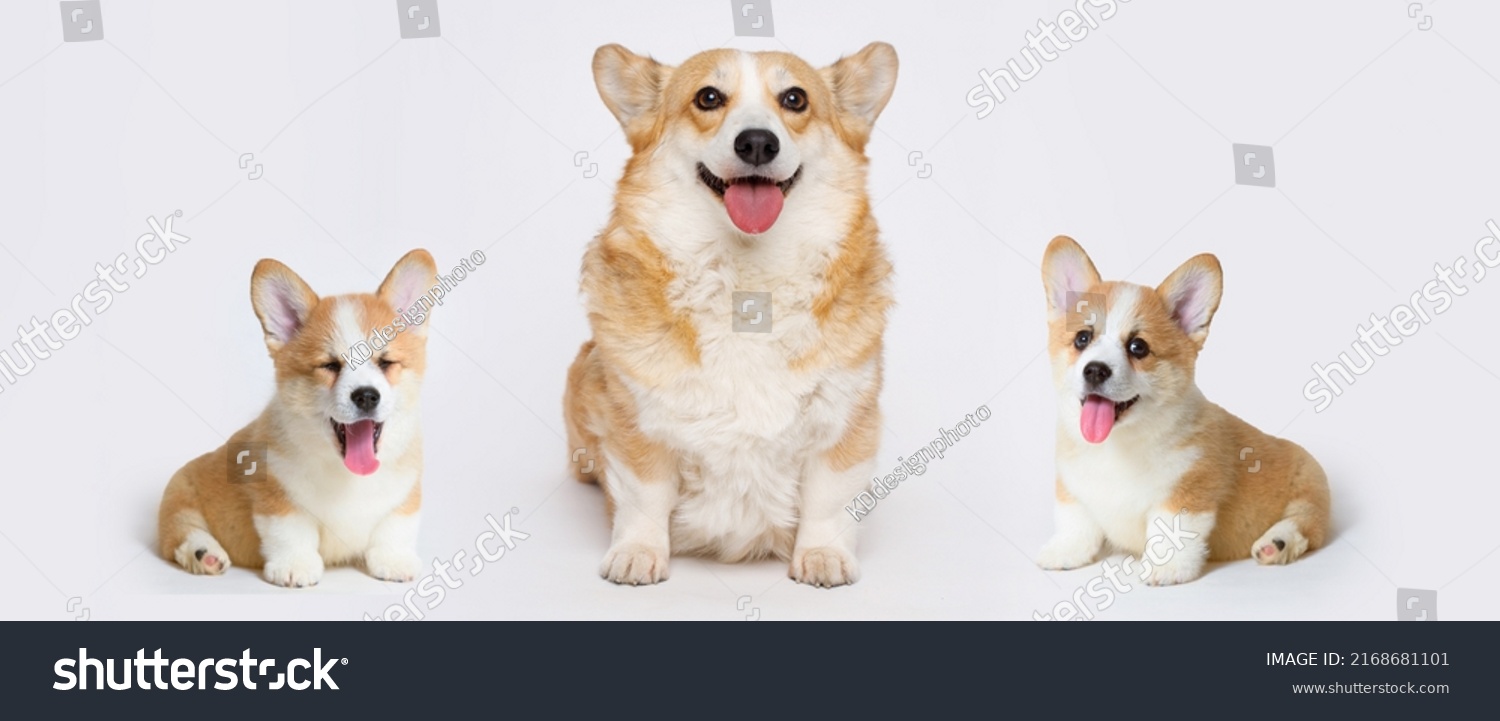 is a male or female corgi better