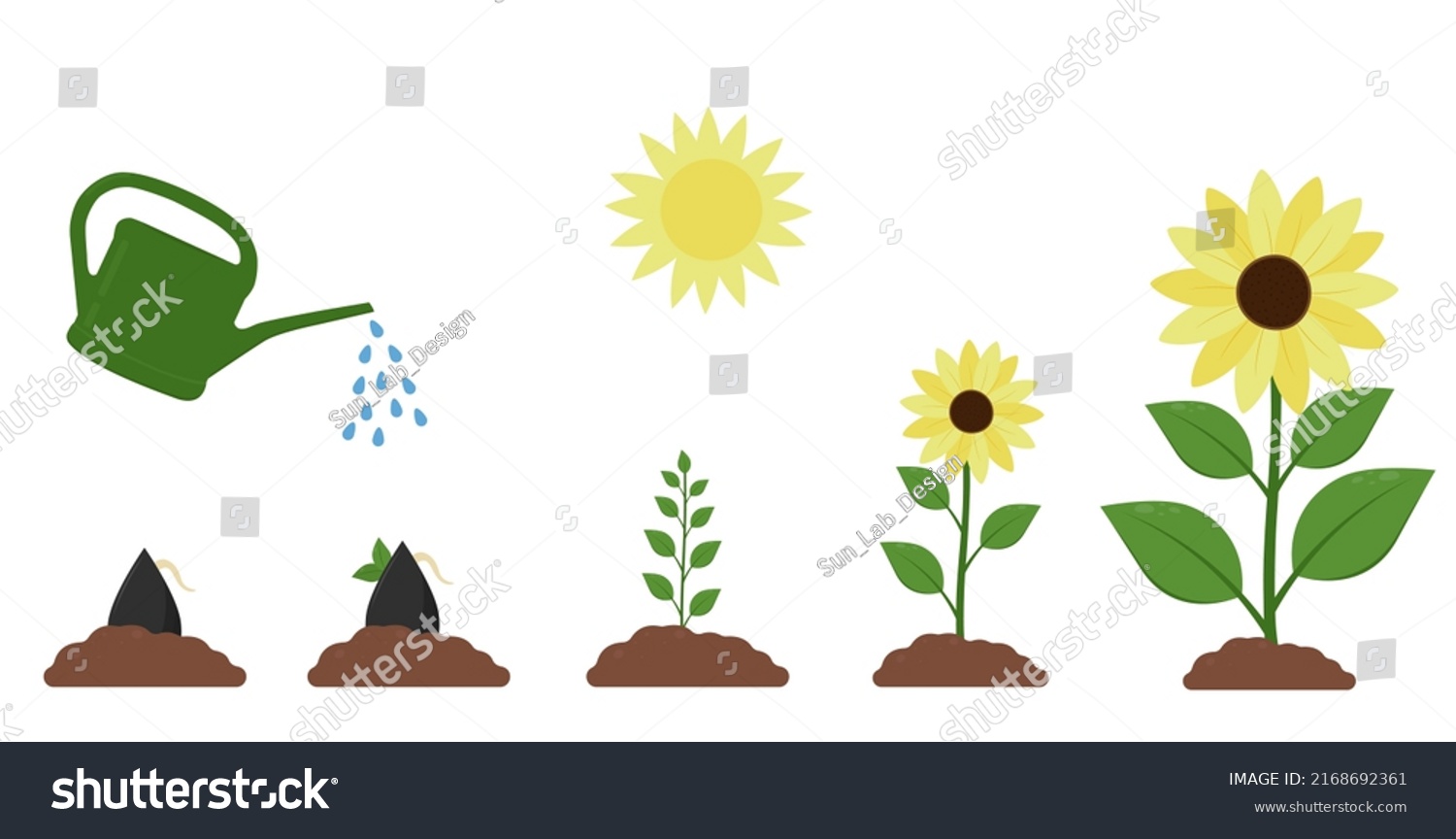 Sunflower Growth Stages Agriculture Plant Development Stock Vector ...