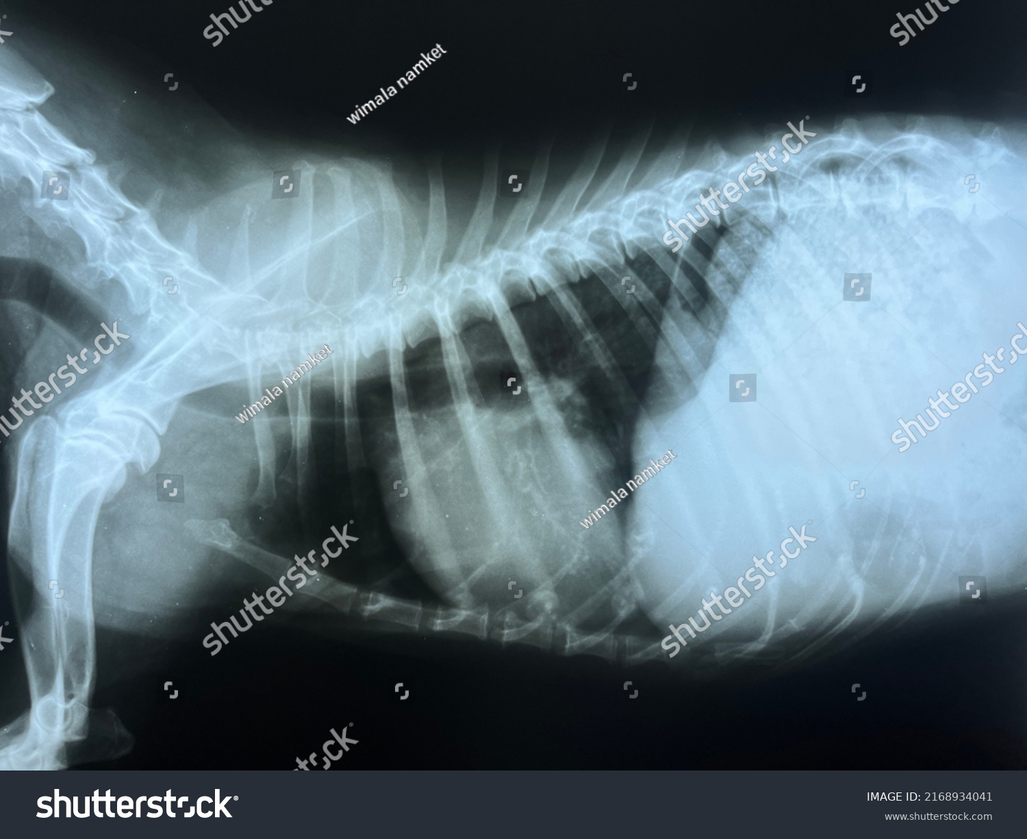 Xray Dog Chest Found Dilatation Heart Stock Photo 2168934041 | Shutterstock