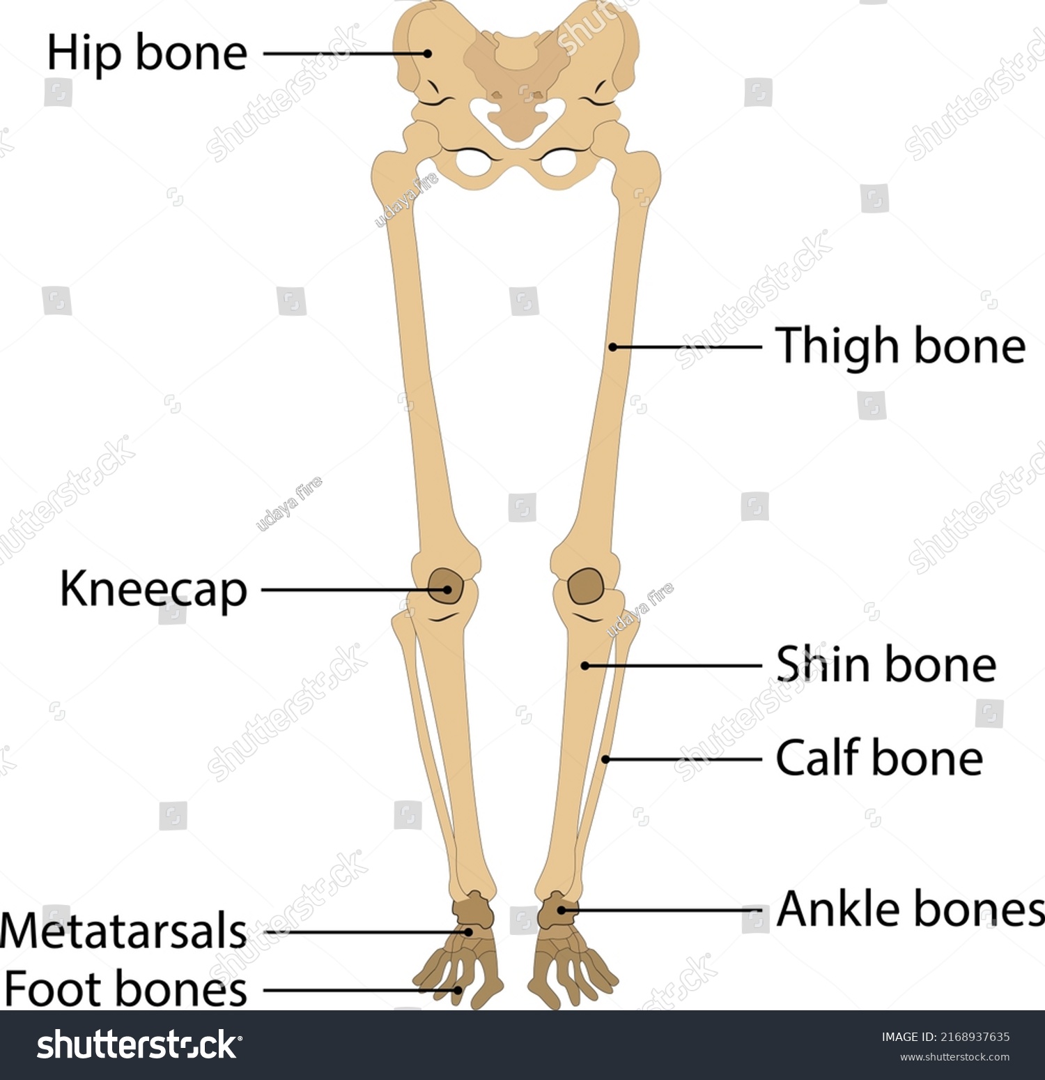 Human Body Leg Skeleton Vector Illustration Stock Vector (Royalty Free ...