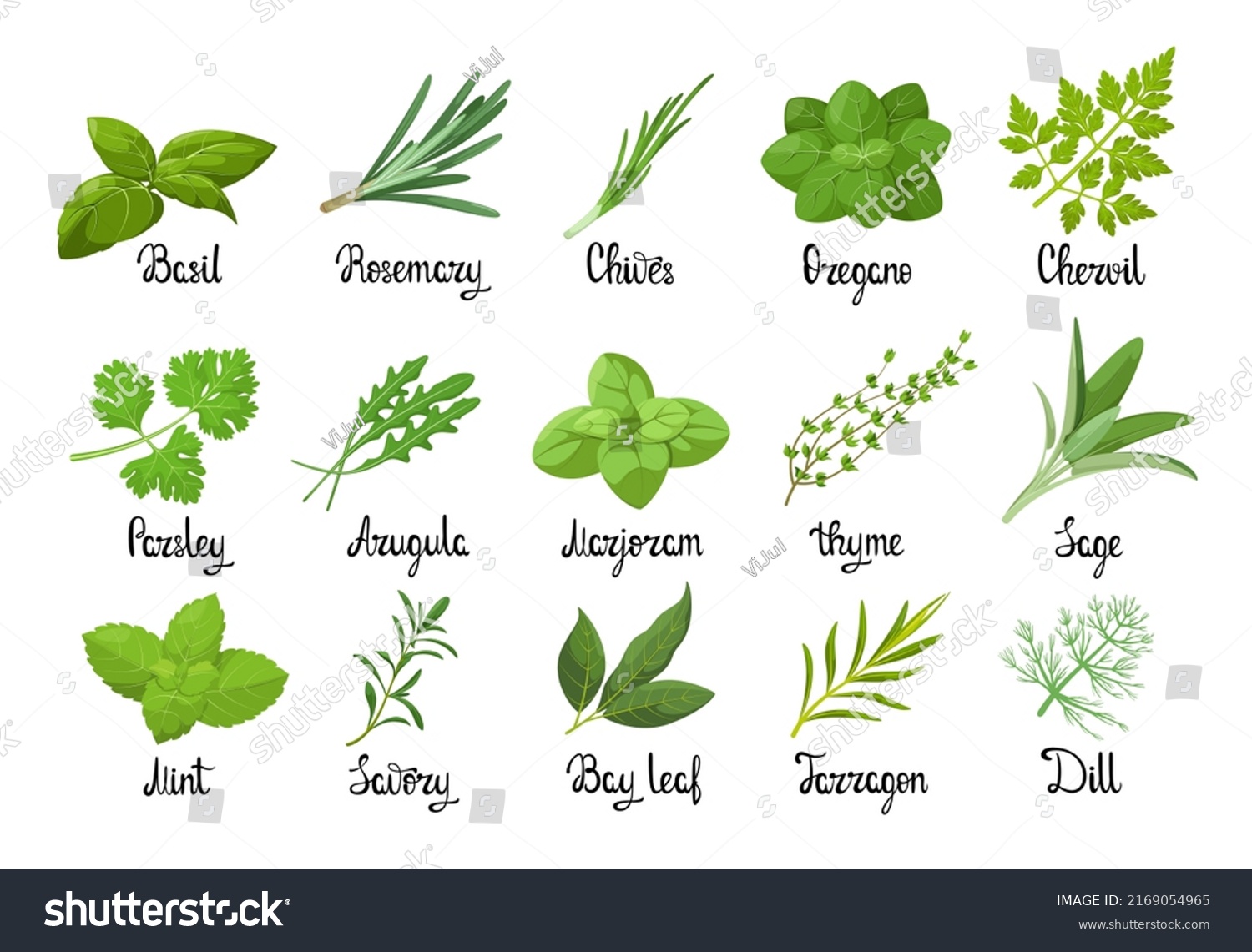 Set Herbs On White Background Cartoon Stock Vector (Royalty Free ...