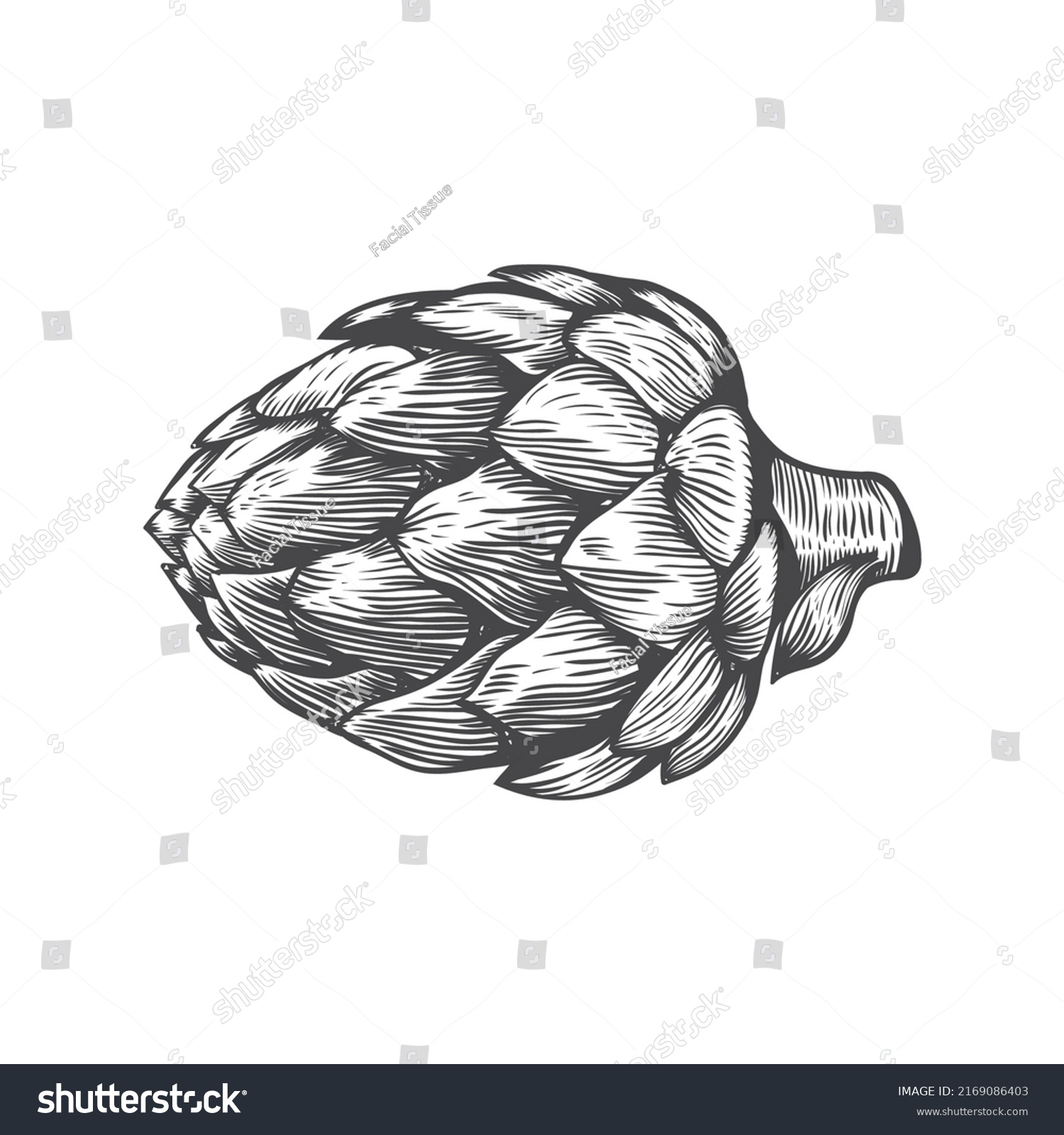 Hand Drawn Artichoke On White Background Stock Vector (Royalty Free ...