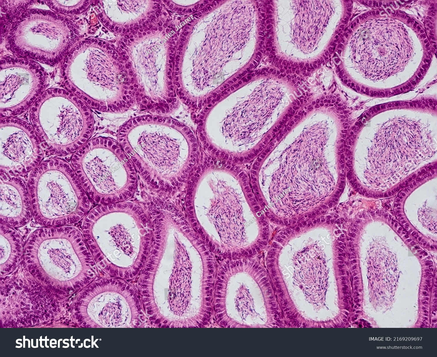 Rabbit Epididymis Cross Section Under Microscope Stock Photo 2169209697 ...