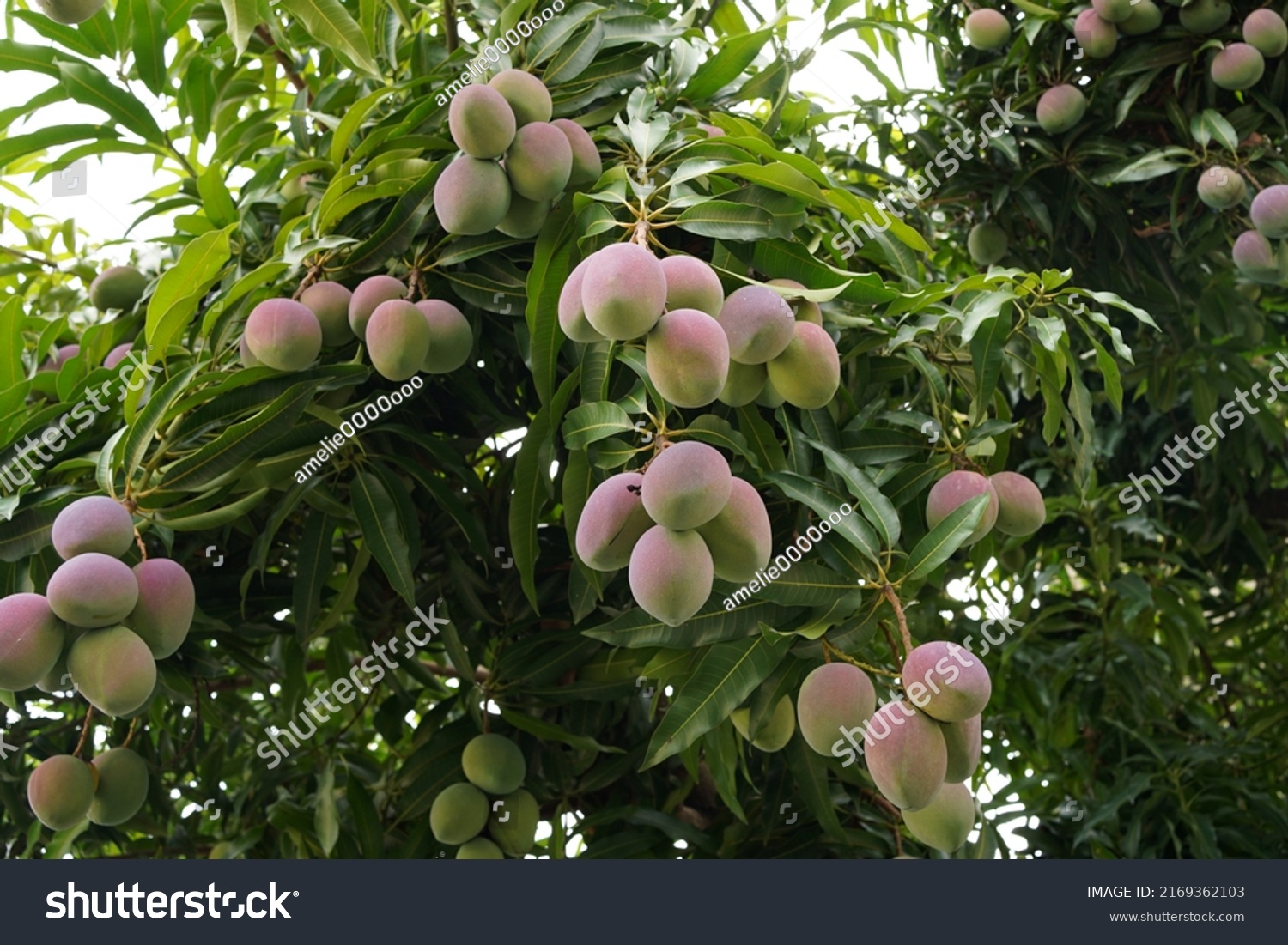 Asian Mango Tree Bears Many Mangoes Stock Photo 2169362103 | Shutterstock