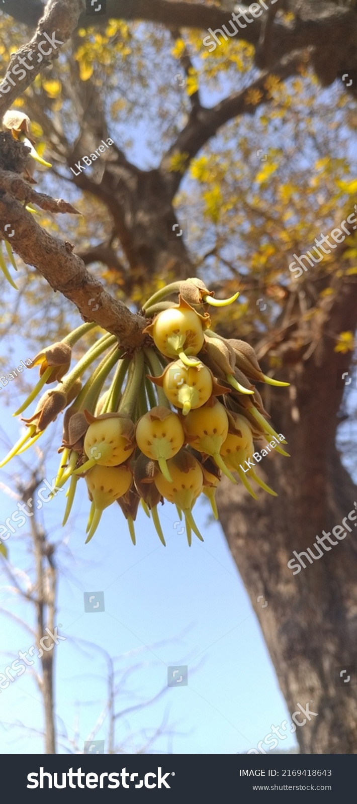 Mahua Madhuca Longifolia Tree Flowers Trees Stock Photo Shutterstock