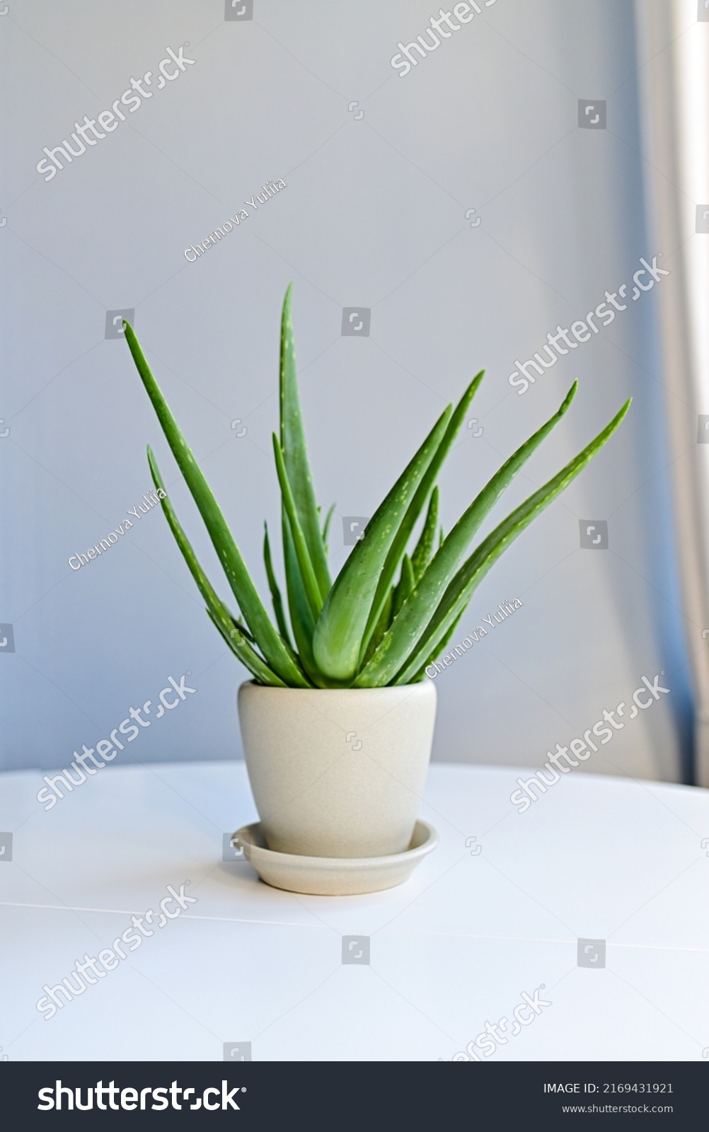 Aloe Vera Plant White Pot By Stock Photo 2169431921 | Shutterstock