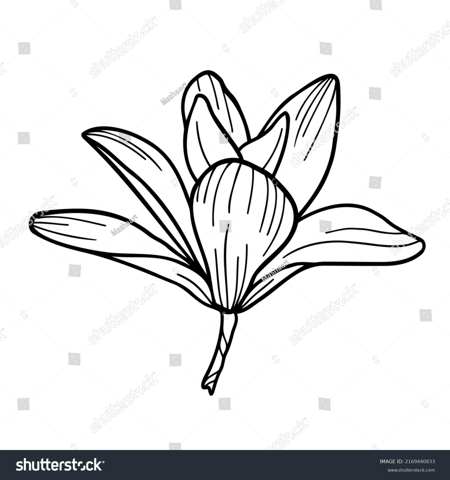 Line Art Clipart Magnolia Flower On Stock Vector (Royalty Free ...