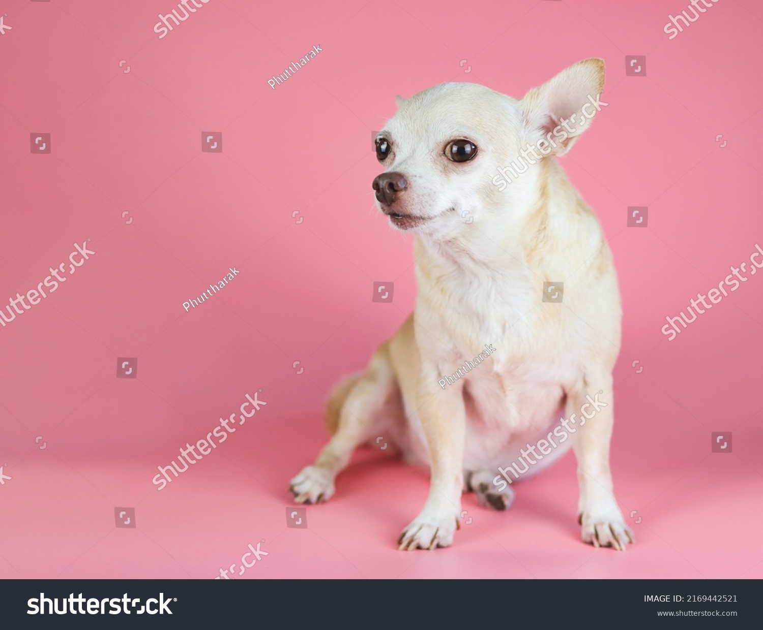 Stock Photo Portrait Of Fat Brown Short Hair Chihuahua Dog Sitting On Pink Background With Copy Space 2169442521 
