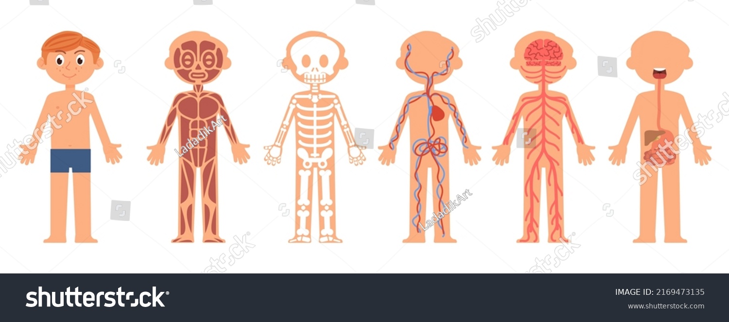 Cartoon Boy Anatomy Children Body Biology Stock Vector (Royalty Free ...