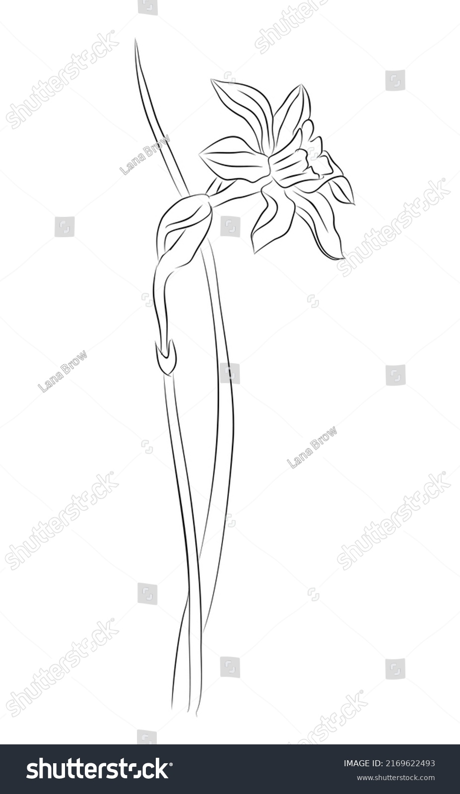 Daffodil Line Art March Month Birth Stock Vector (Royalty Free ...