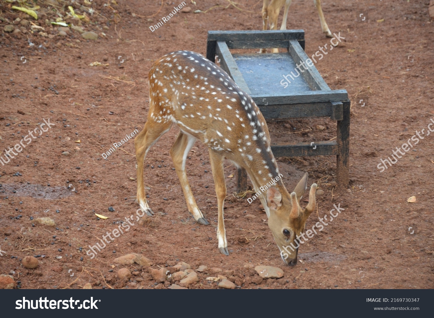 spotted-deer-scientific-name-axis-axis-stock-photo-2169730347