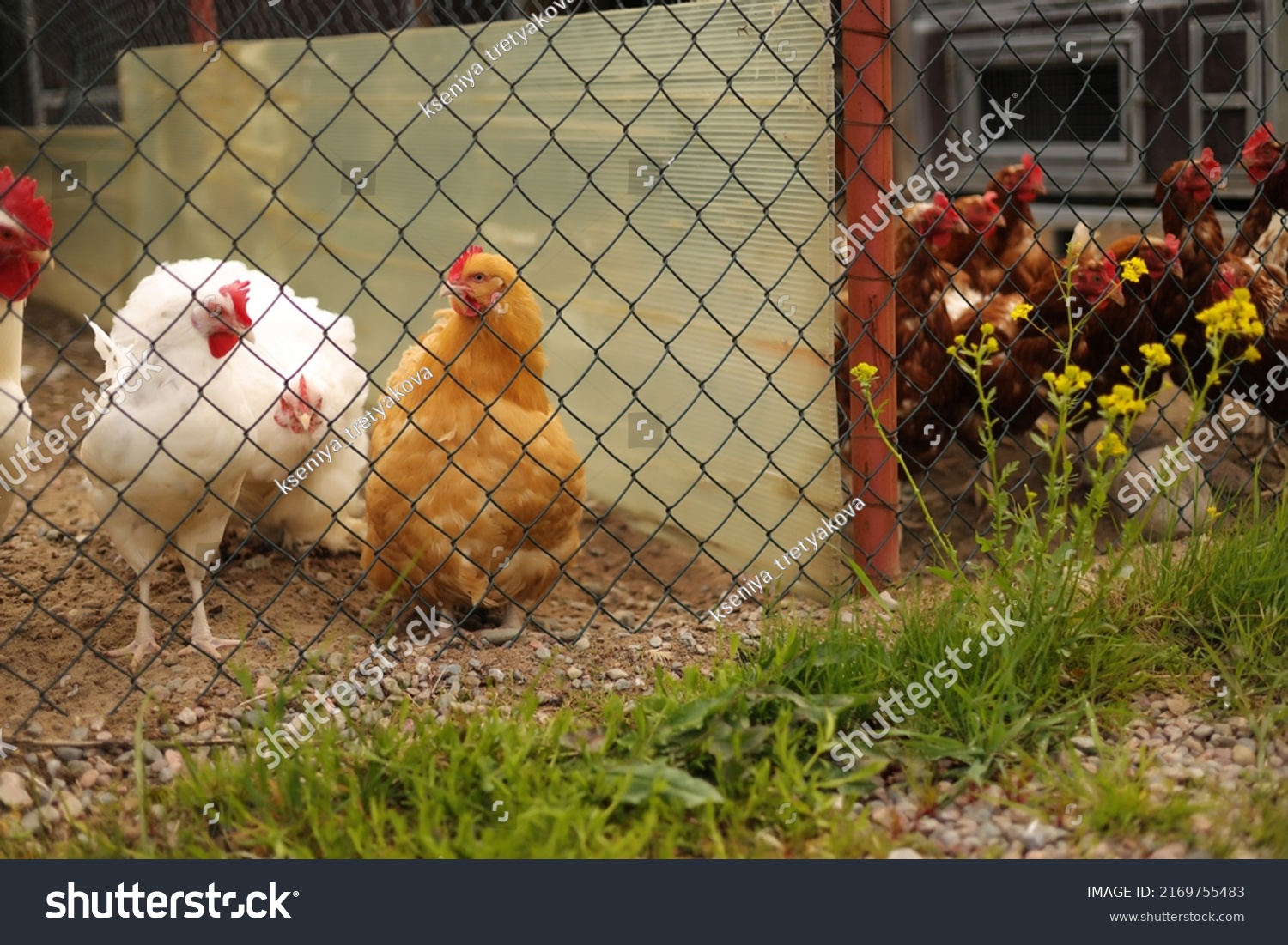 White Variegated Hens Walk Chicken Coop Stock Photo 2169755483 ...