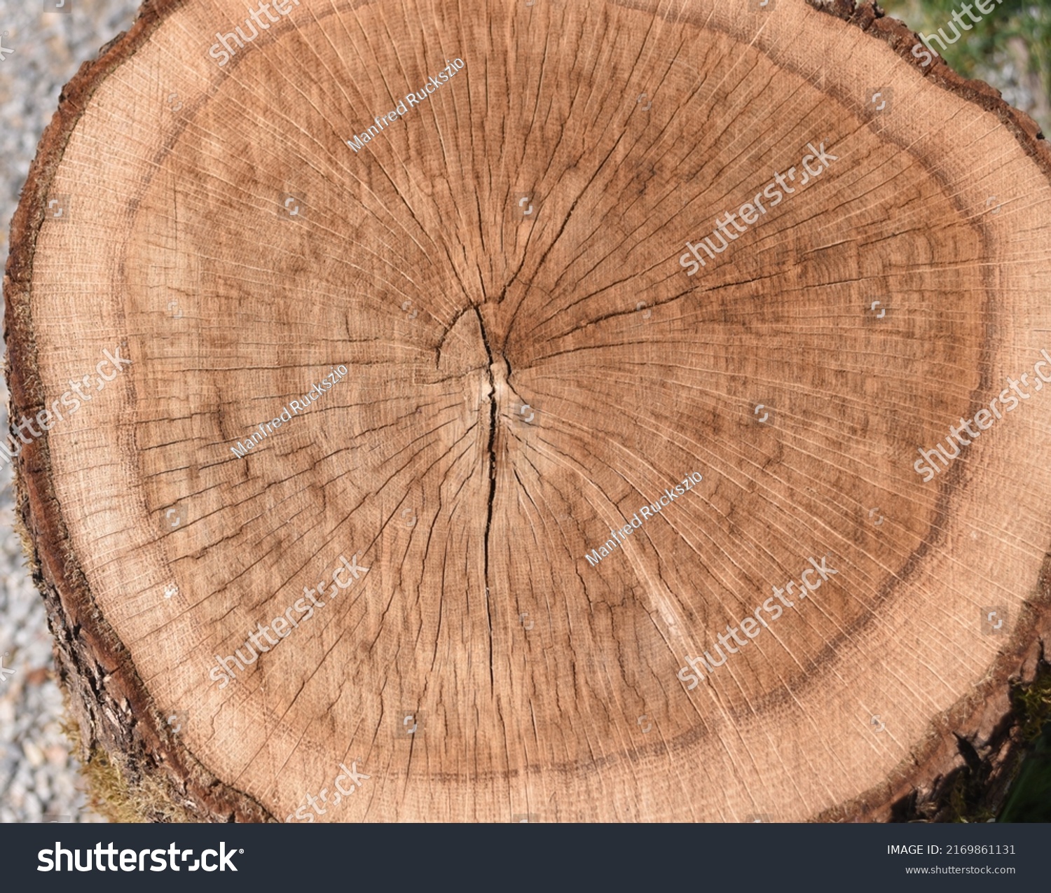 378 Cambium Ring Stock Photos, Images & Photography Shutterstock